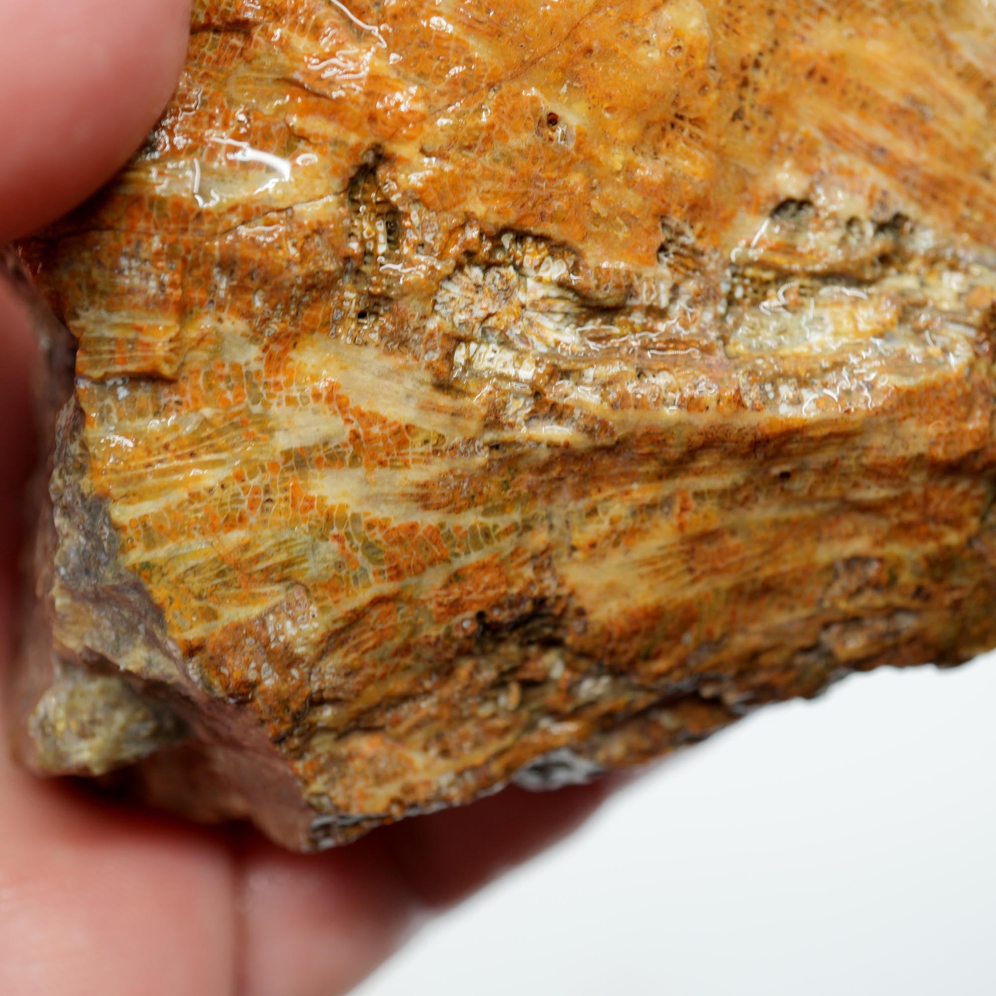 Indonesian Fossil Coral Rough - Butterscotch Black Coral Flowers