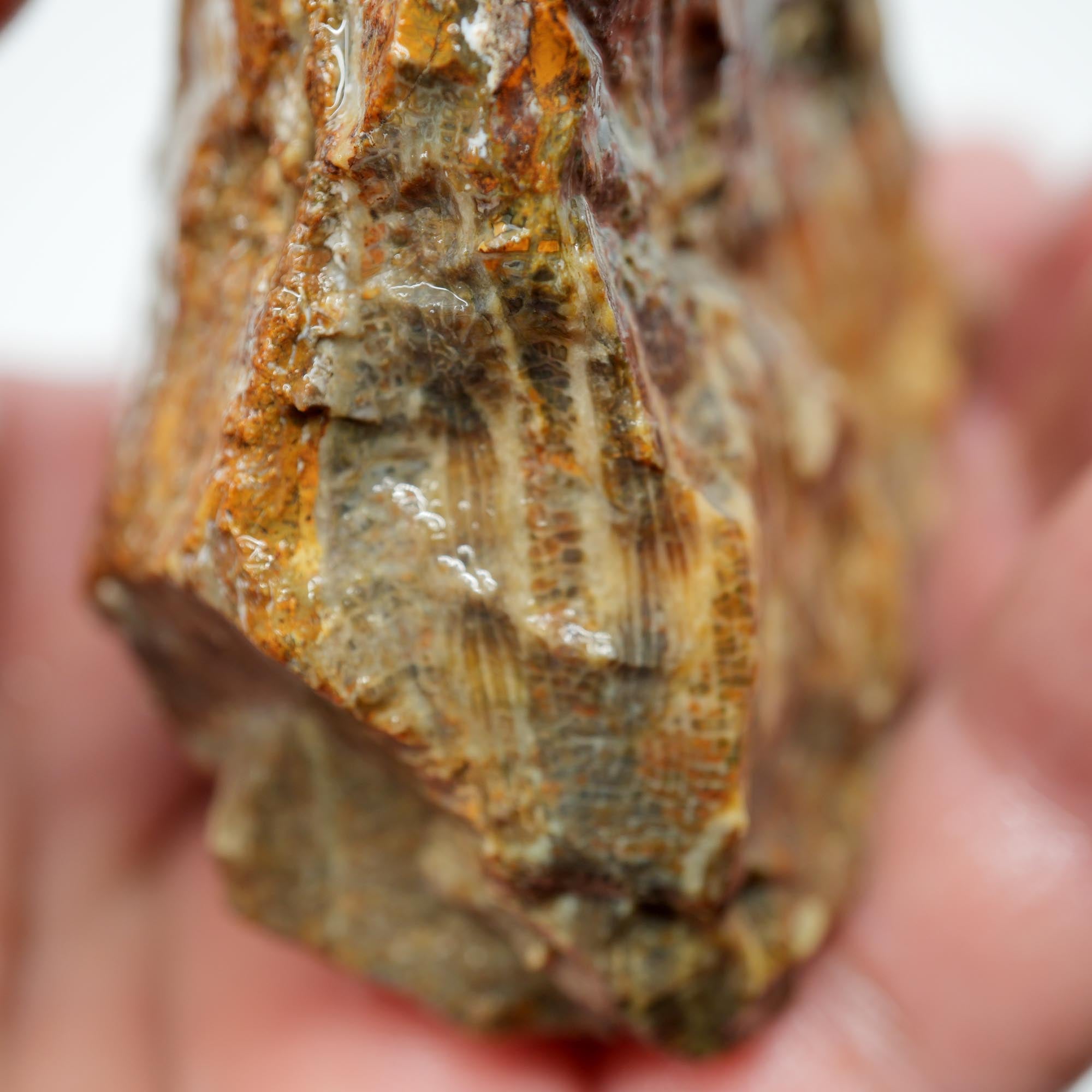 Indonesian Fossil Coral Rough - Butterscotch Black Coral Flowers