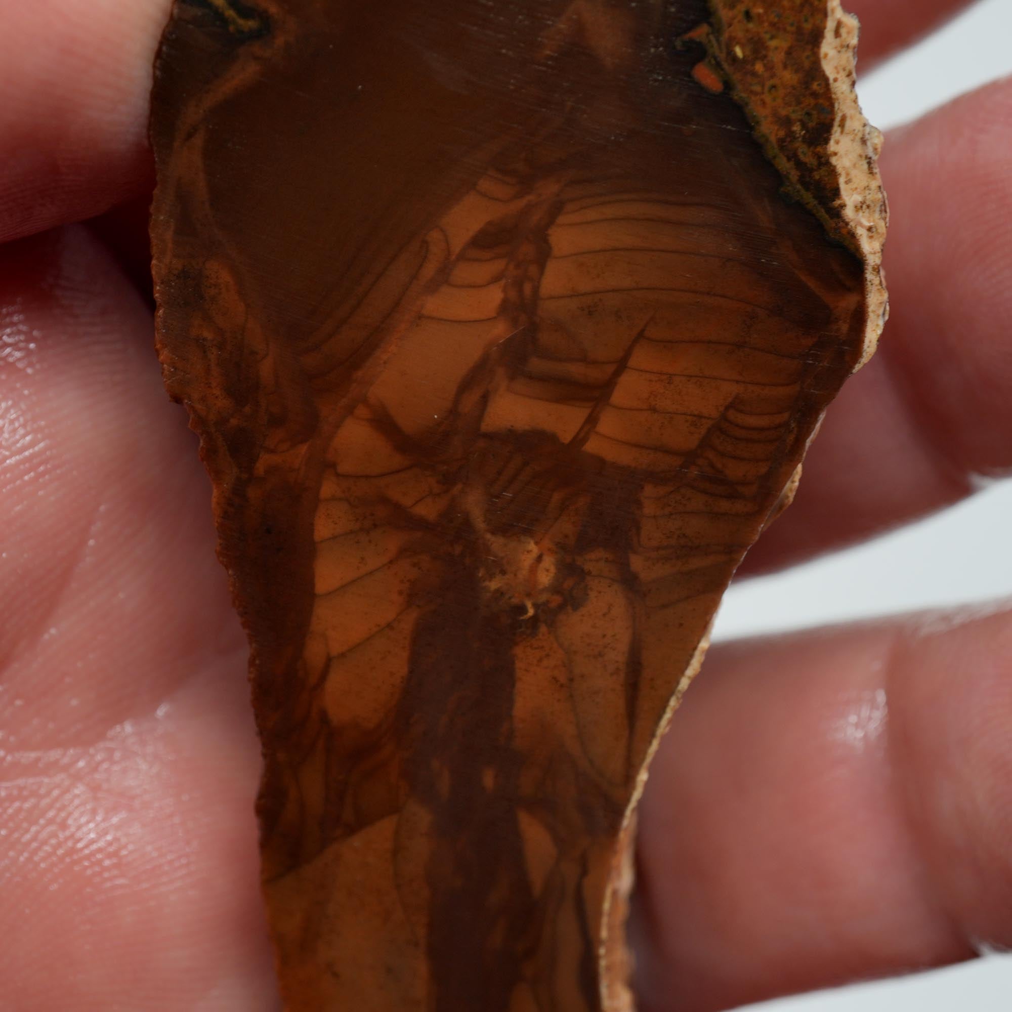 Whiskey Creek Orbicular Jasper Endcut - Cut Face with Orbs on Top