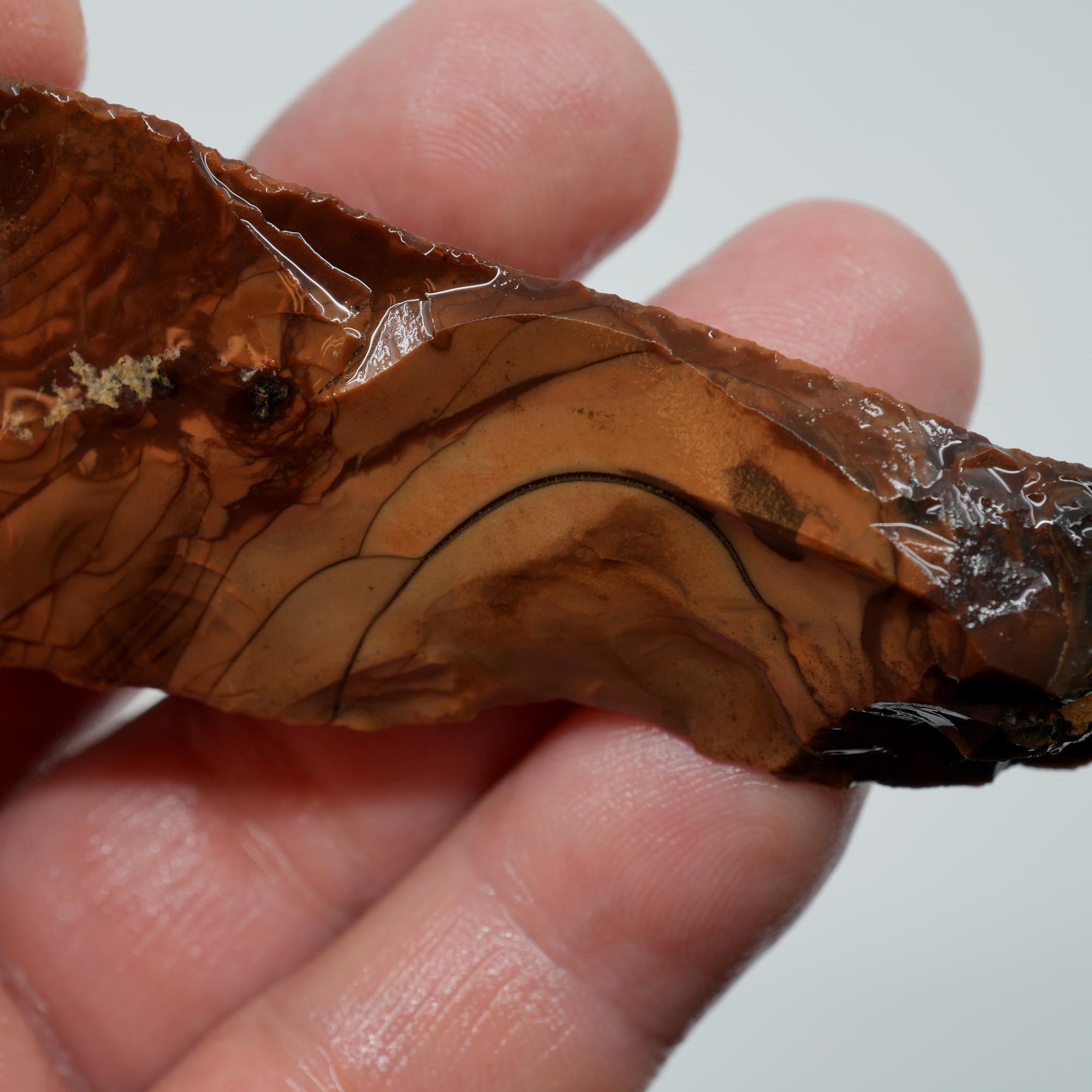 Whiskey Creek Orbicular Jasper Endcut - Cut Face with Orbs on Top
