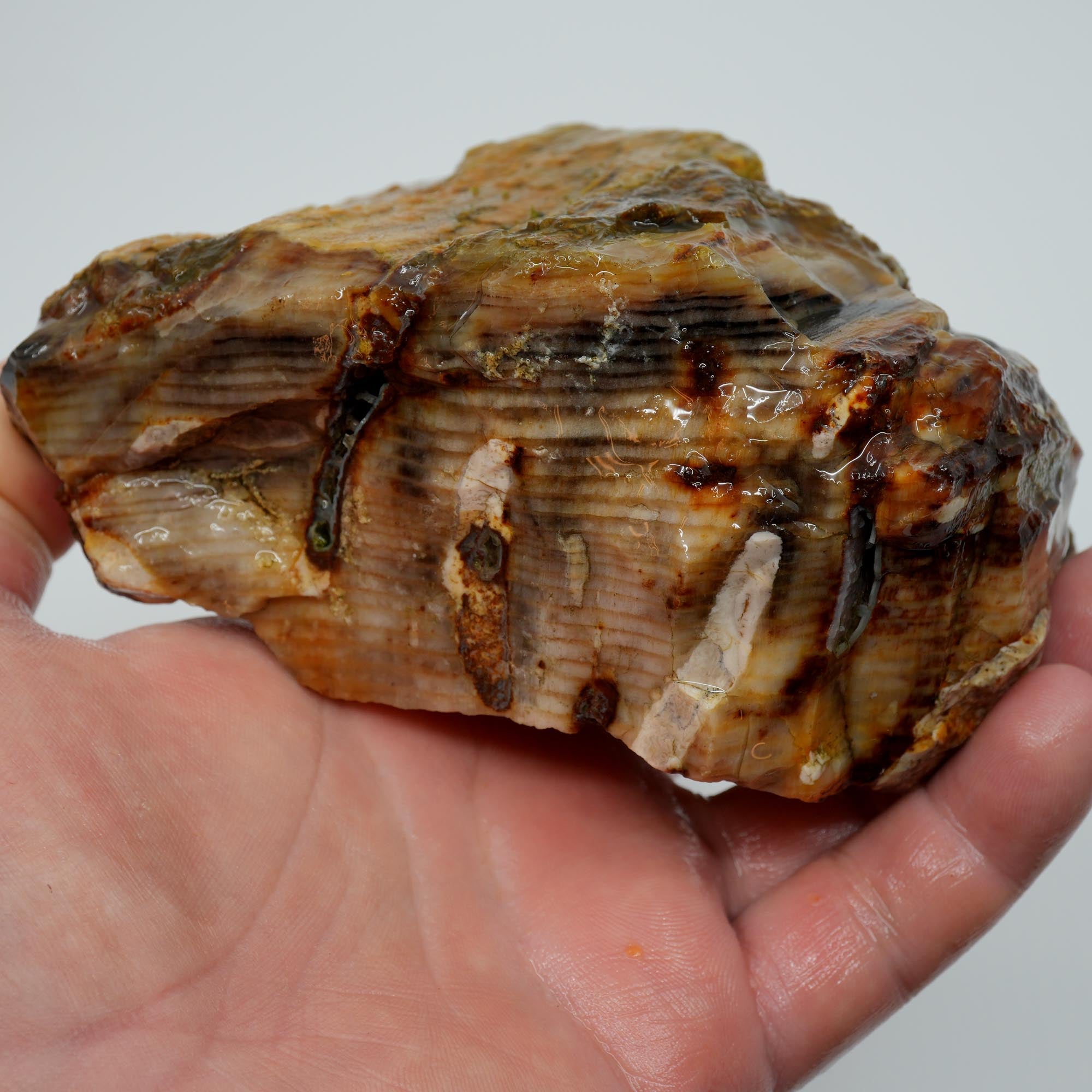 Mystery Petrified Wood Rough - Opalized Thick Woodgrain Old Stock Specimen