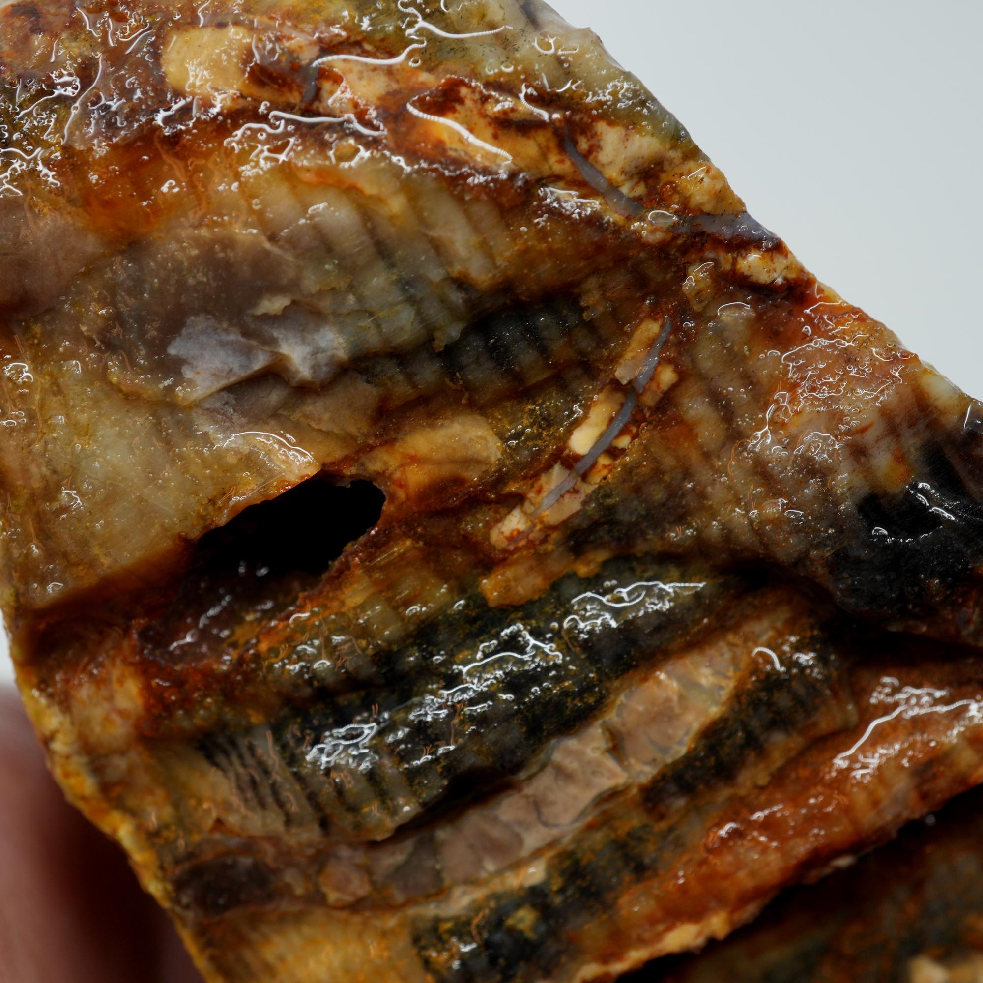 Mystery Petrified Wood Rough - Opalized Thick Woodgrain Old Stock Specimen