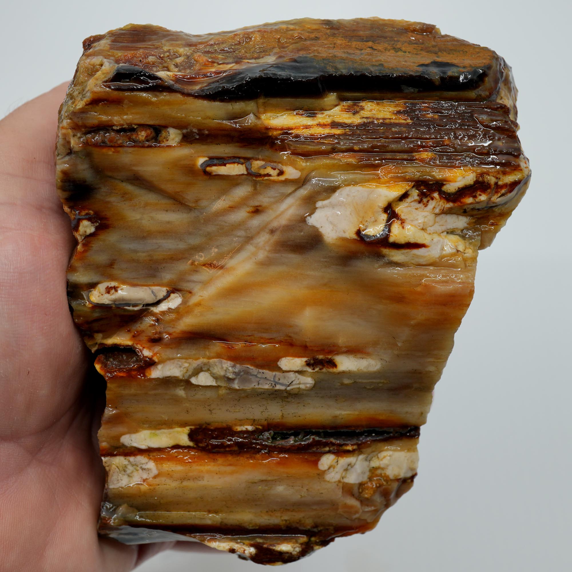 Mystery Petrified Wood Rough - Opalized Thick Woodgrain Old Stock Specimen