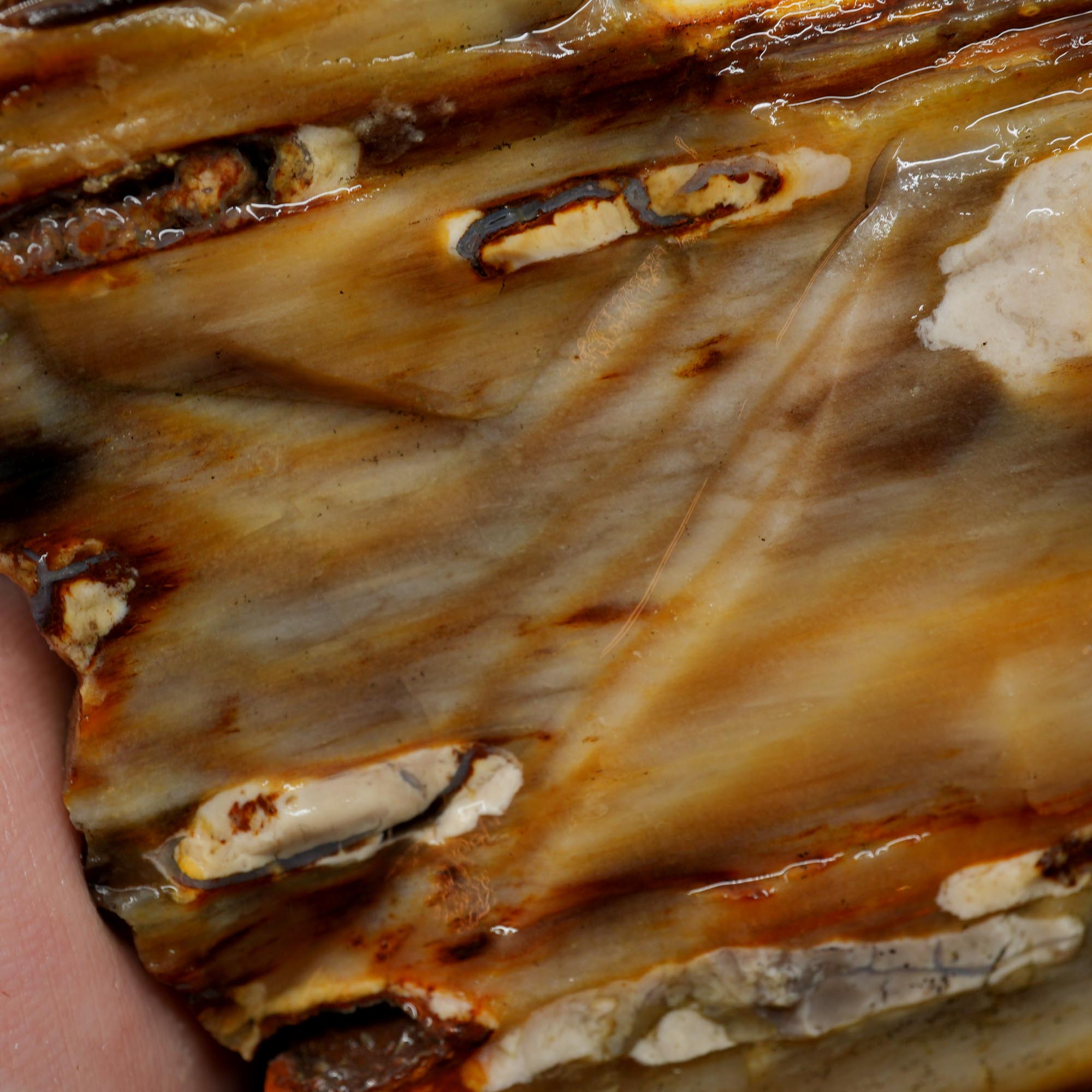 Mystery Petrified Wood Rough - Opalized Thick Woodgrain Old Stock Specimen