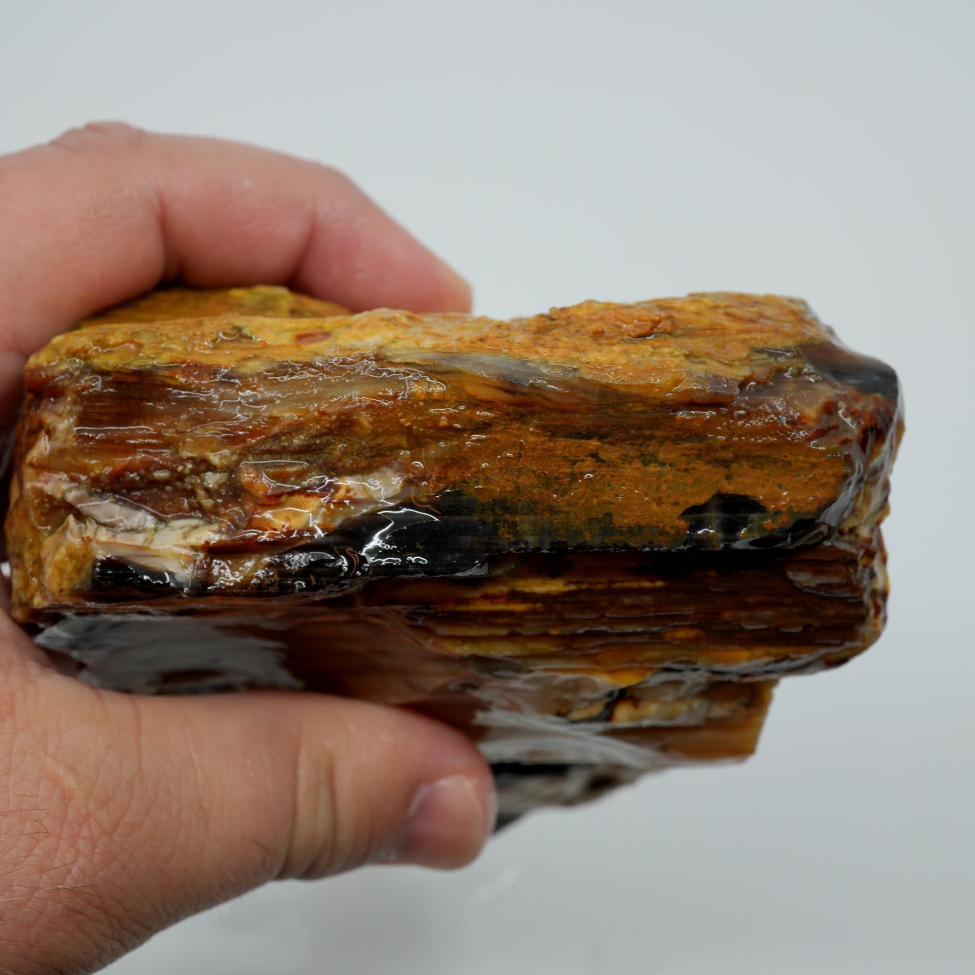 Mystery Petrified Wood Rough - Opalized Thick Woodgrain Old Stock Specimen