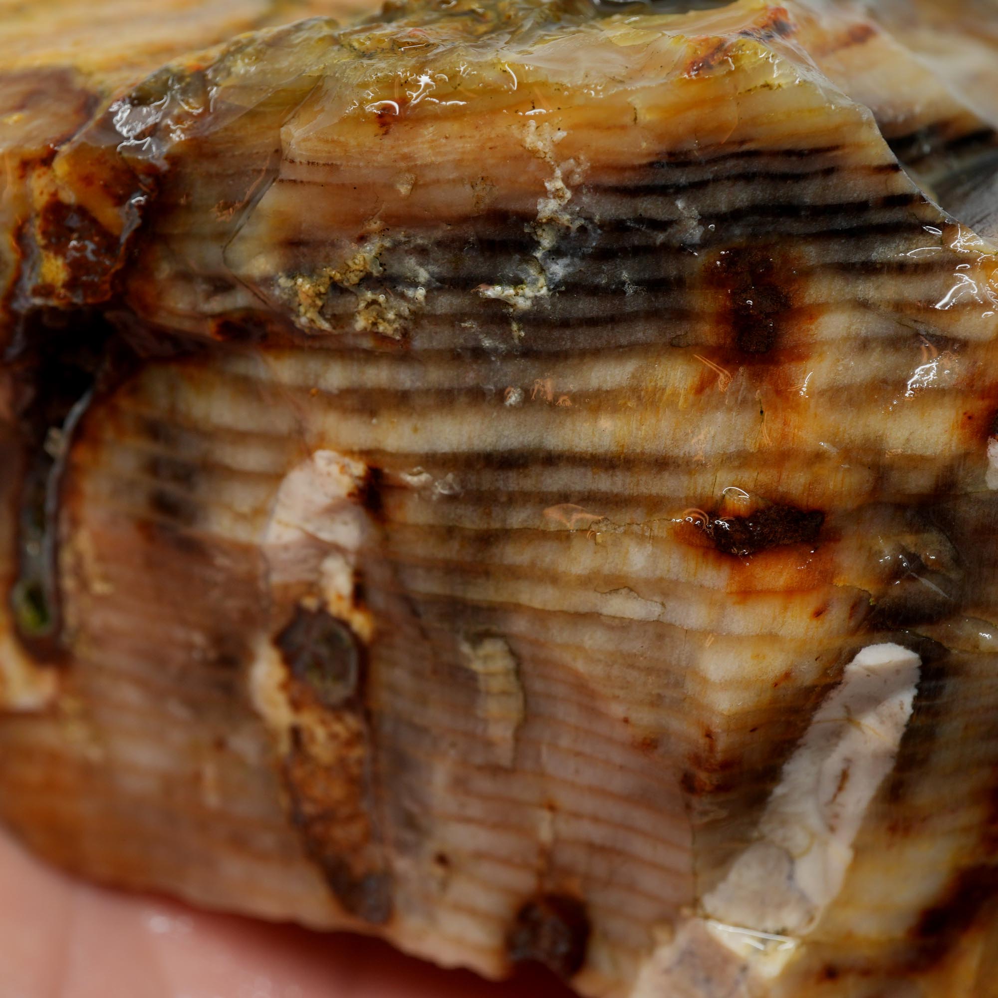 Mystery Petrified Wood Rough - Opalized Thick Woodgrain Old Stock Specimen