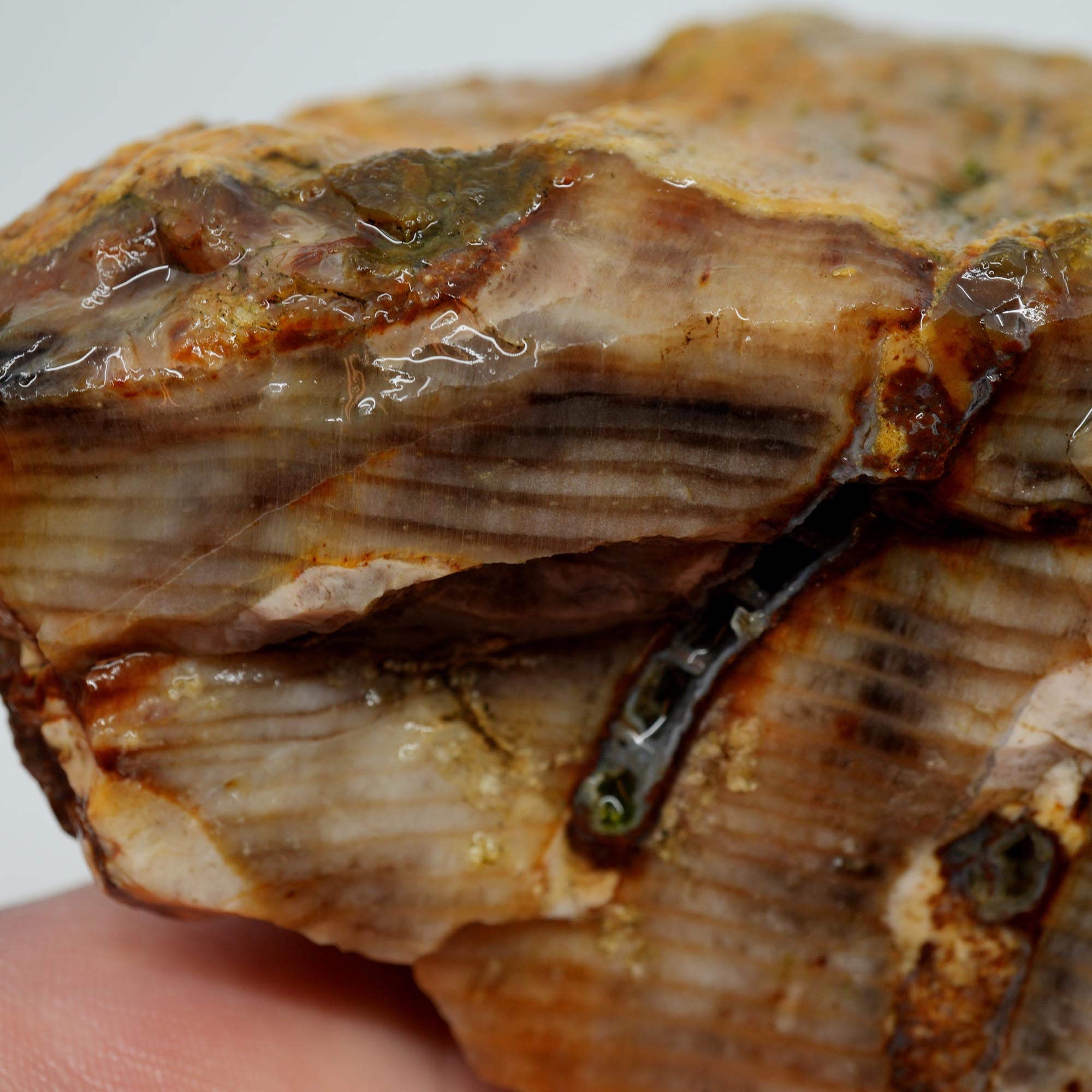 Mystery Petrified Wood Rough - Opalized Thick Woodgrain Old Stock Specimen