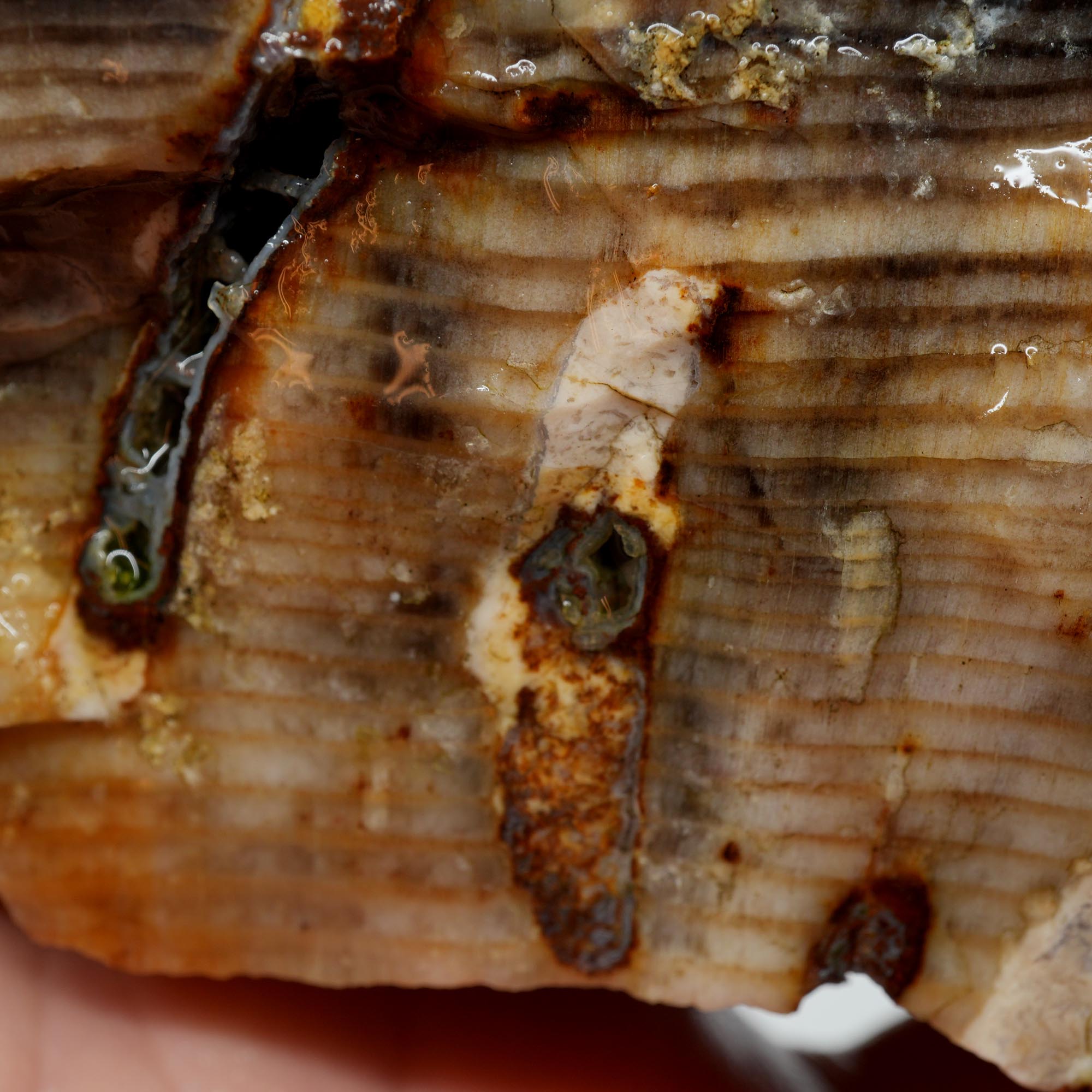 Mystery Petrified Wood Rough - Opalized Thick Woodgrain Old Stock Specimen