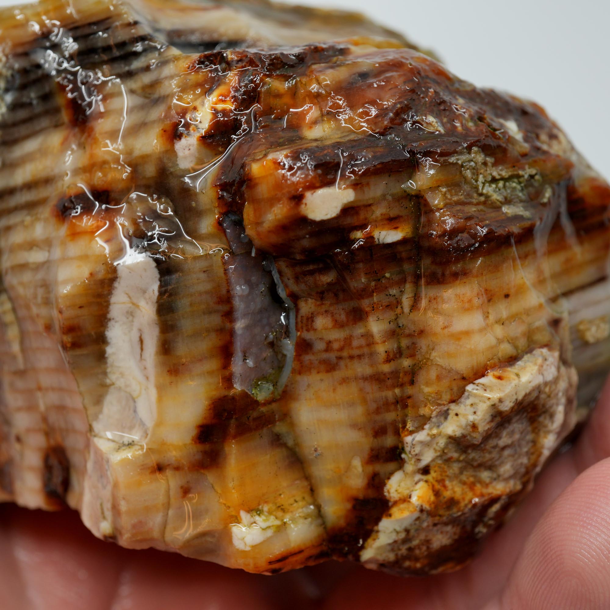 Mystery Petrified Wood Rough - Opalized Thick Woodgrain Old Stock Specimen