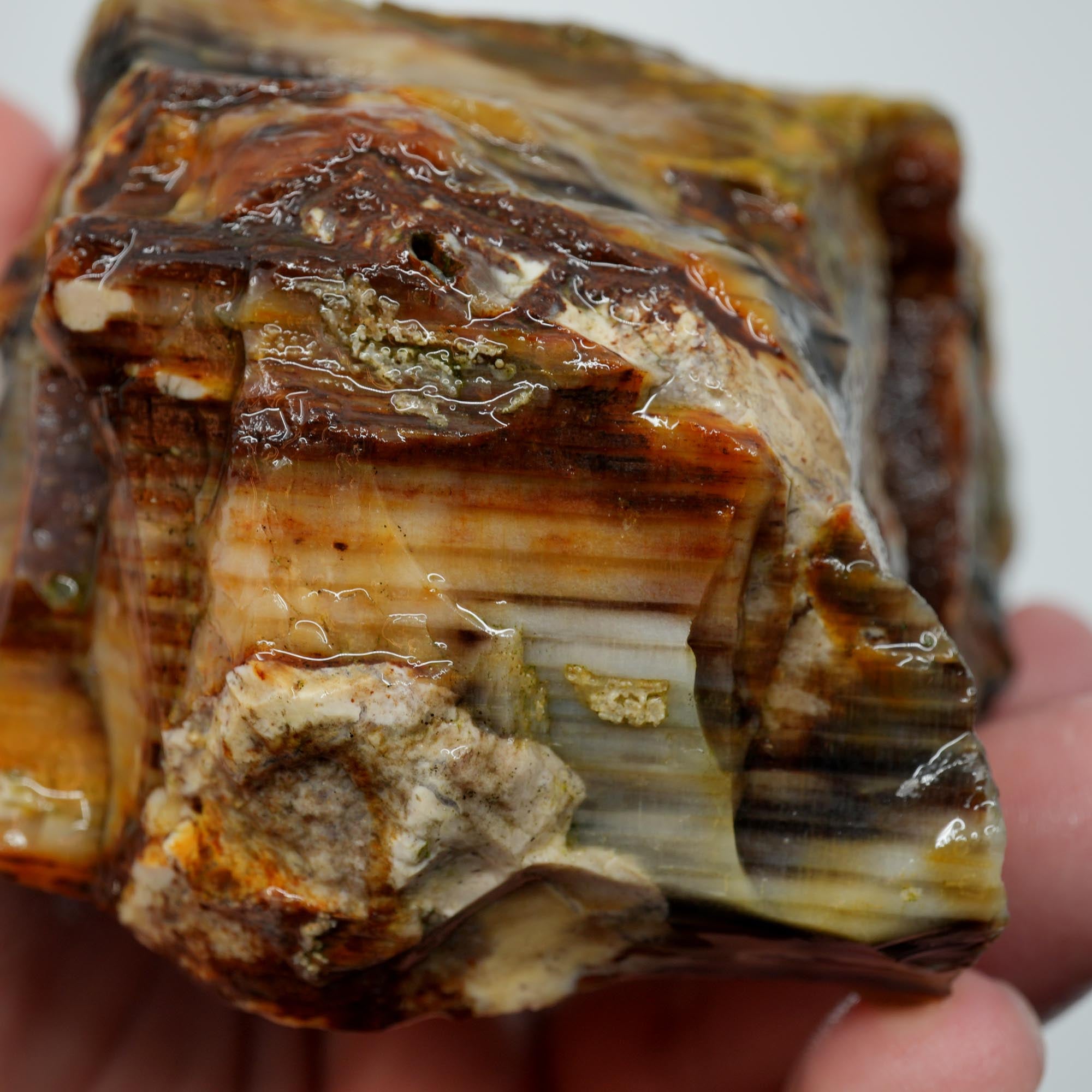 Mystery Petrified Wood Rough - Opalized Thick Woodgrain Old Stock Specimen