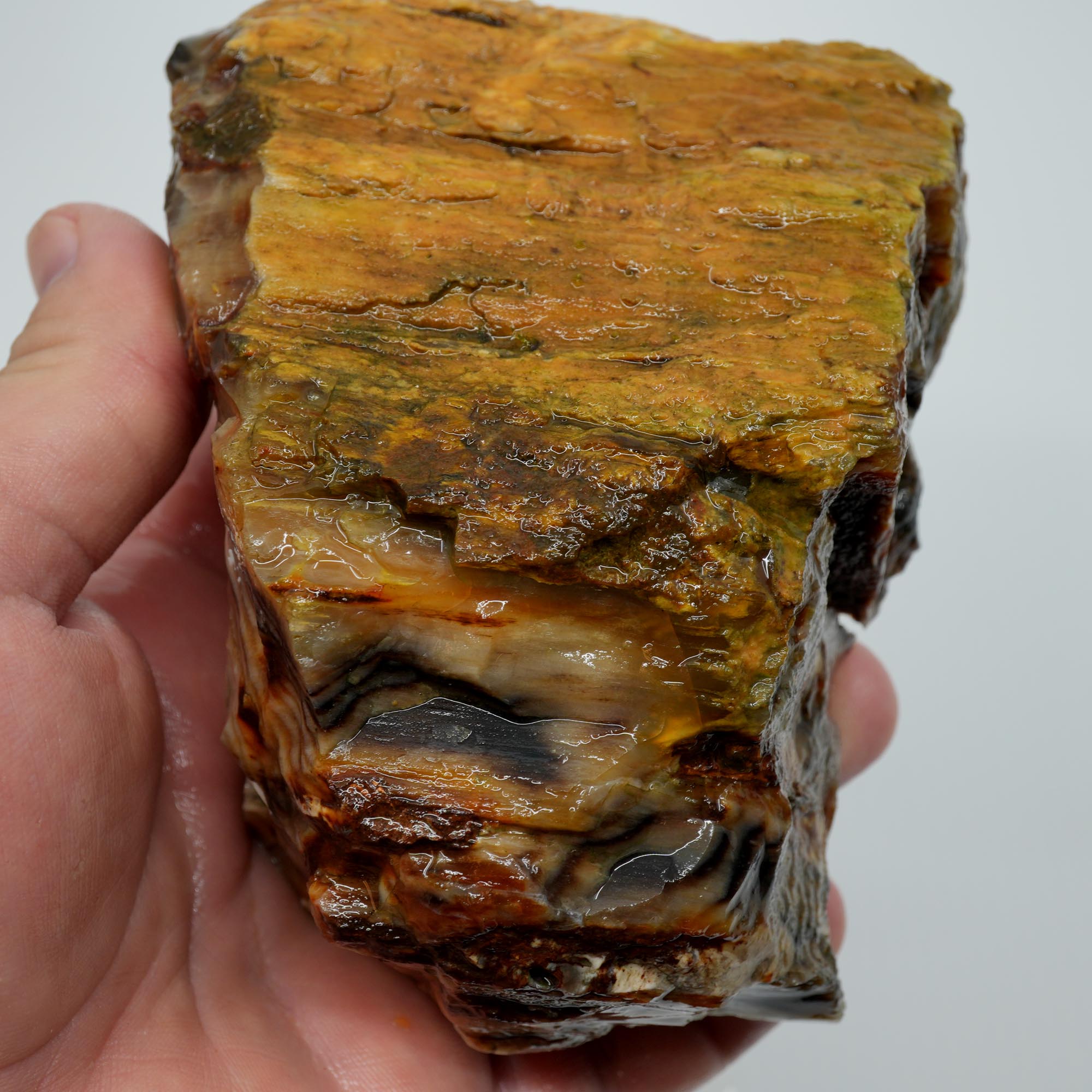 Mystery Petrified Wood Rough - Opalized Thick Woodgrain Old Stock Specimen