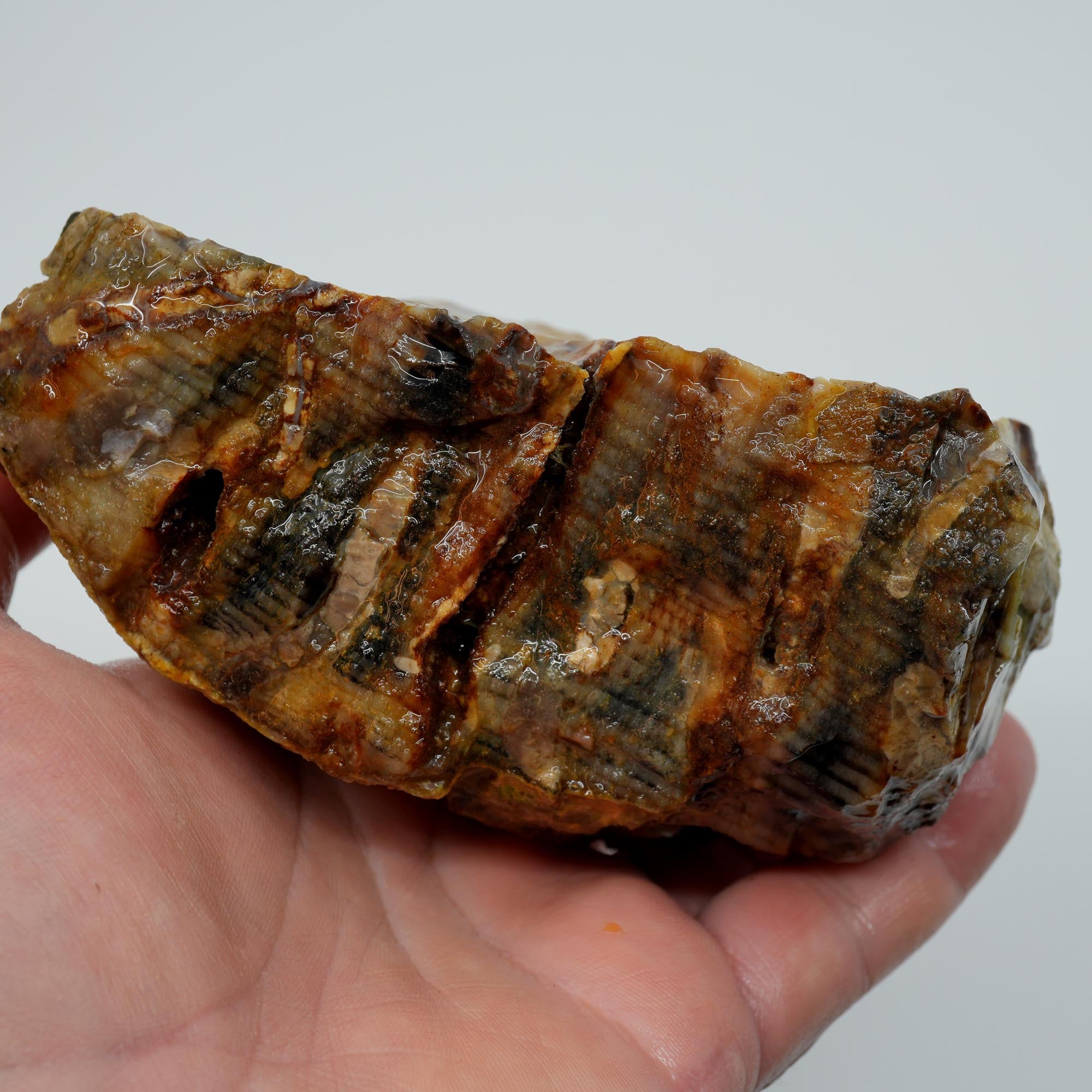 Mystery Petrified Wood Rough - Opalized Thick Woodgrain Old Stock Specimen