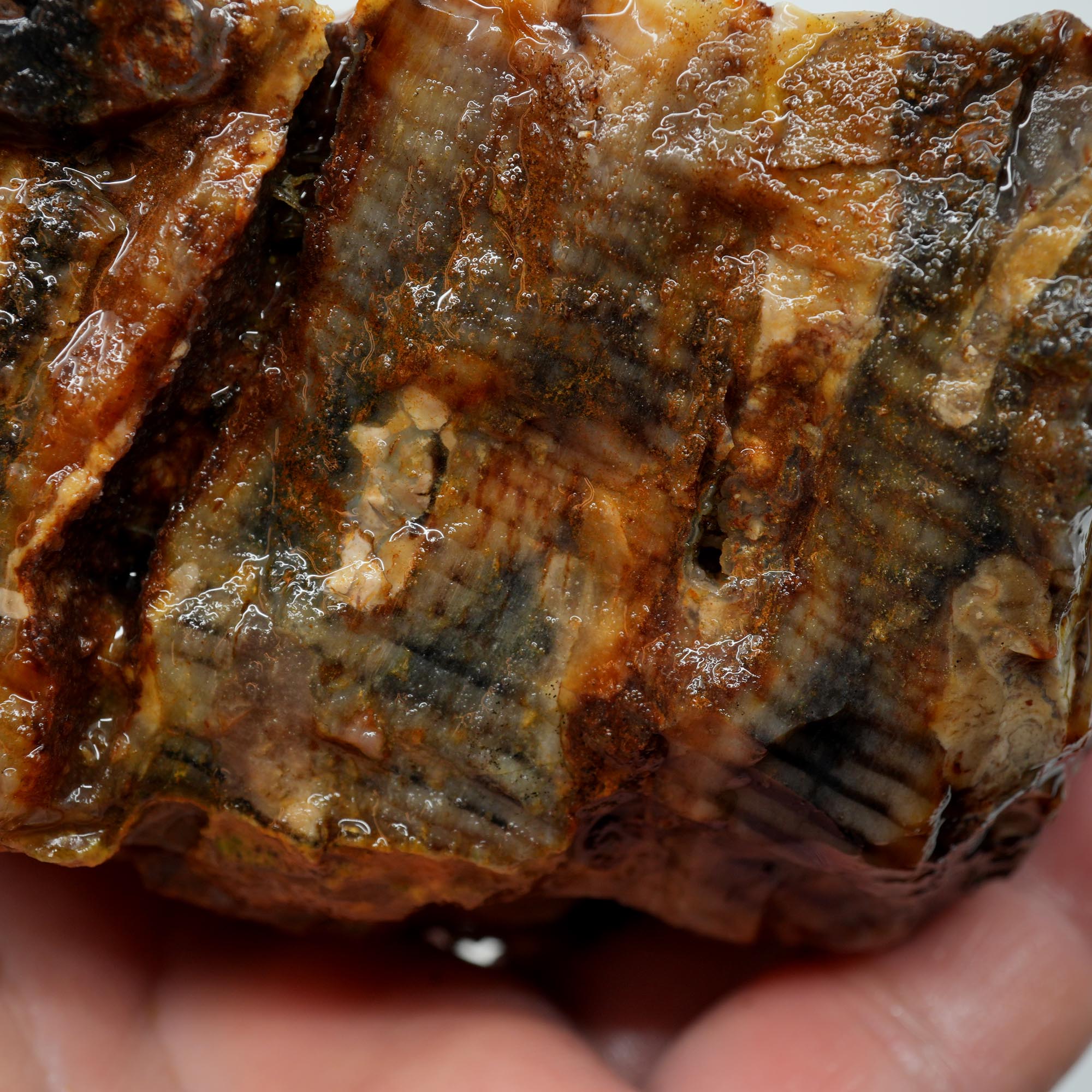 Mystery Petrified Wood Rough - Opalized Thick Woodgrain Old Stock Specimen