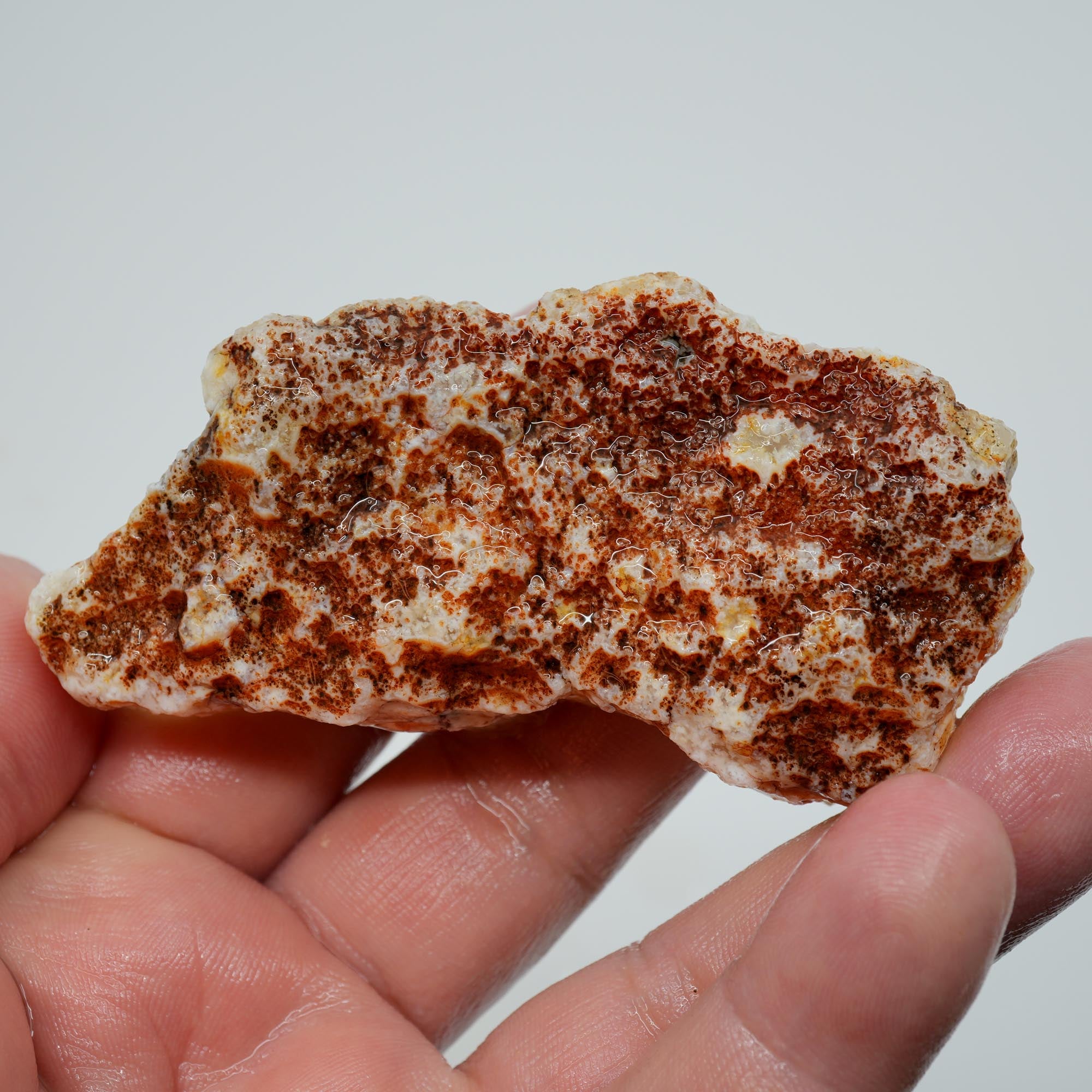 Stinking Water Plume Agate Rough - White Forest Plume with Botryoidal Top