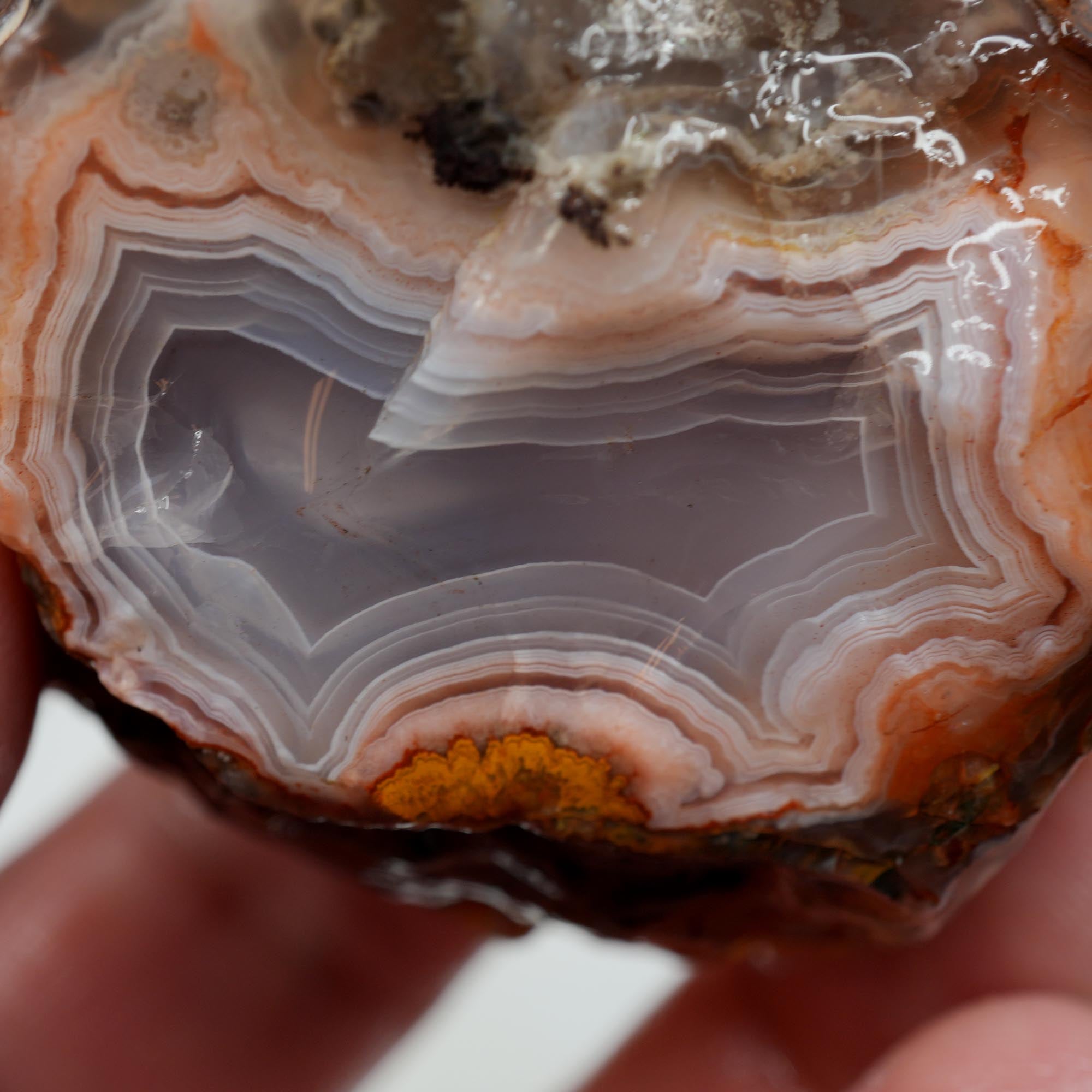 Agua Nueva Agate Rough - High-Grade Nodule Blue and Pink Fortification