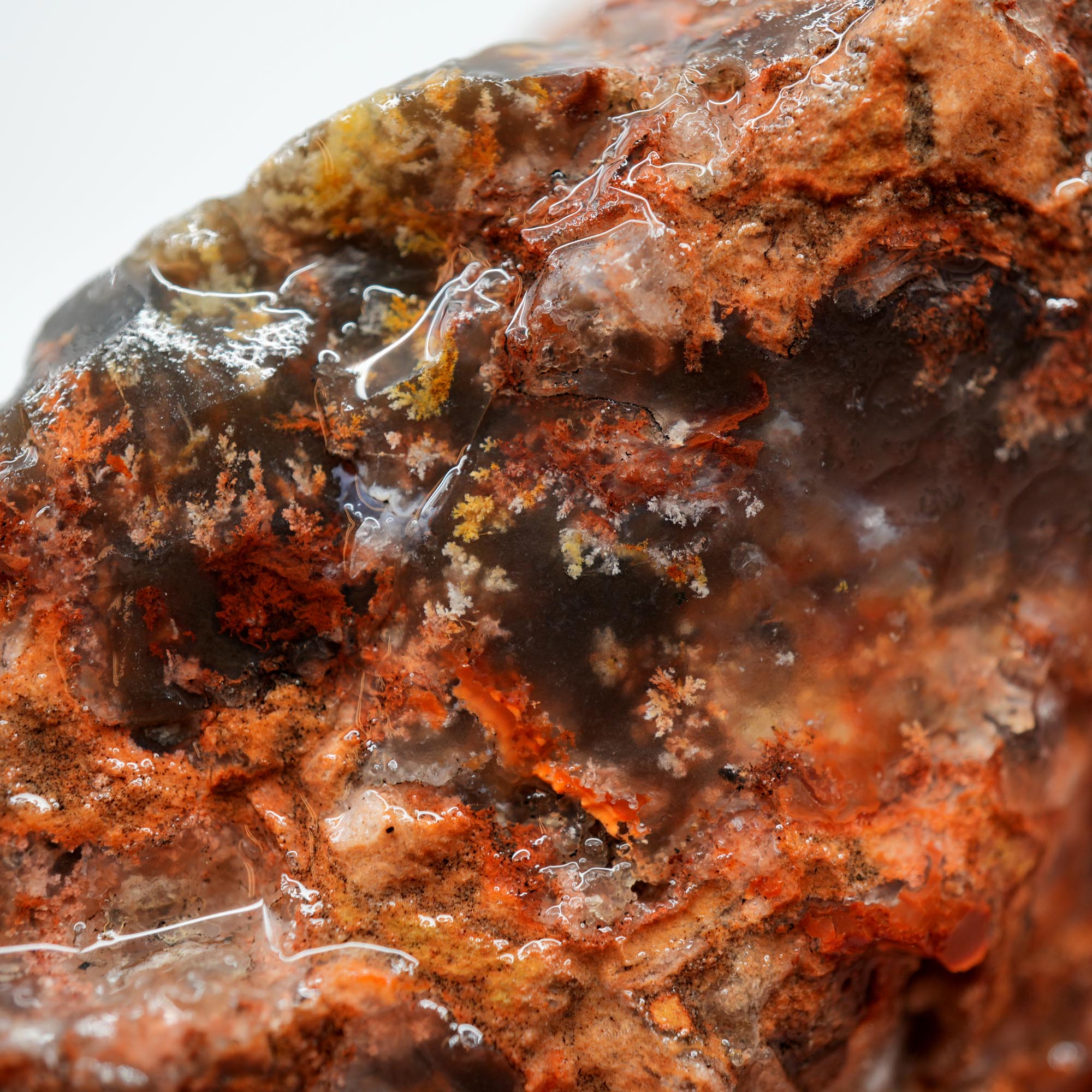 Carey Plume Agate Rough - Old Stock with Angel Wing Inclusion