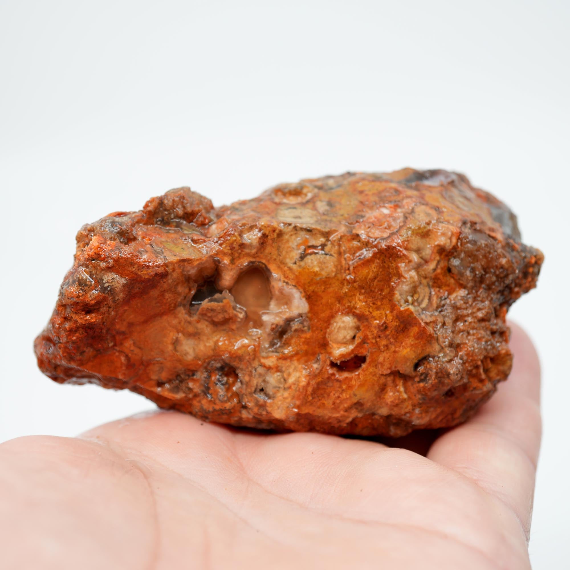 Carey Plume Agate Rough - Old Stock with Angel Wing Inclusion