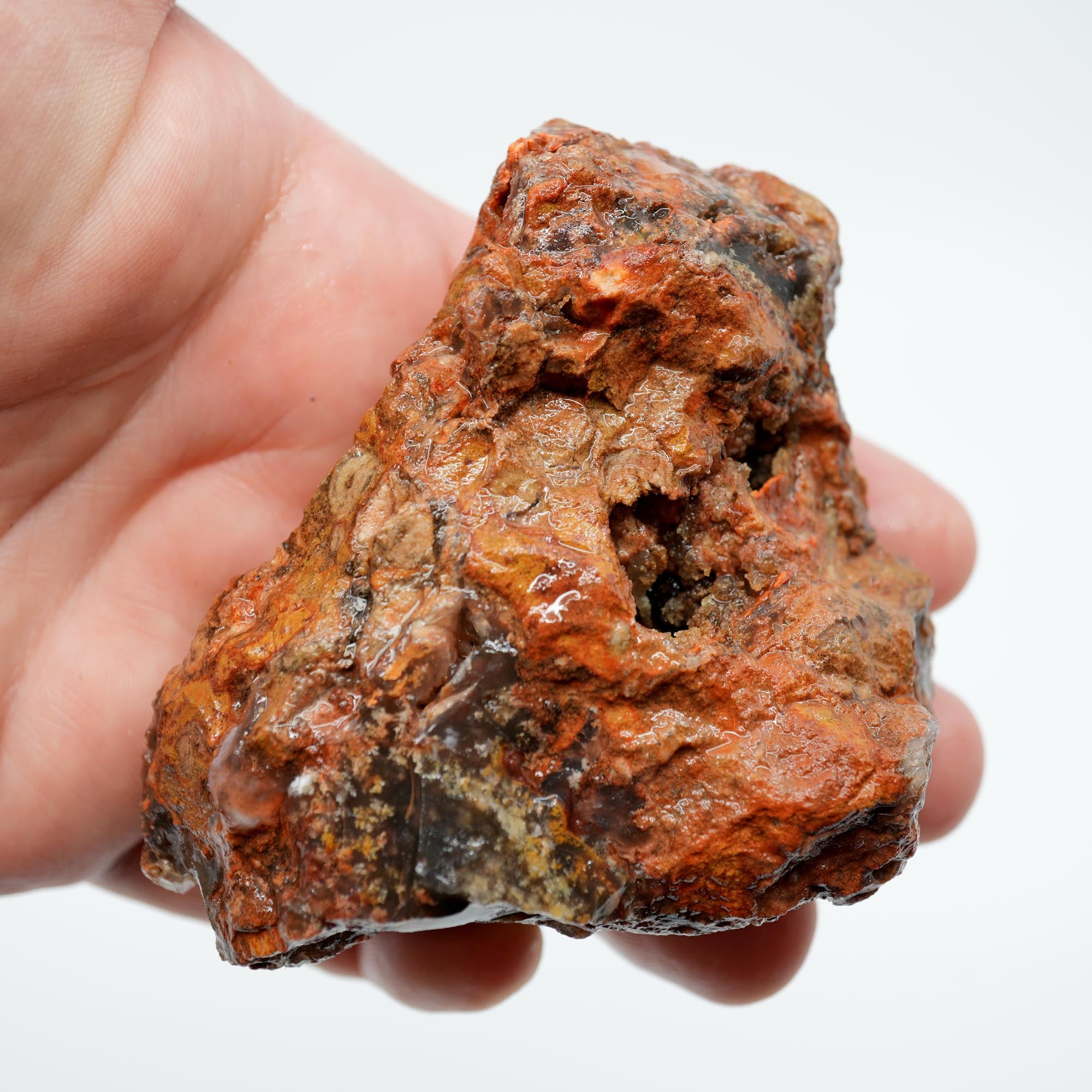 Carey Plume Agate Rough - Old Stock with Angel Wing Inclusion