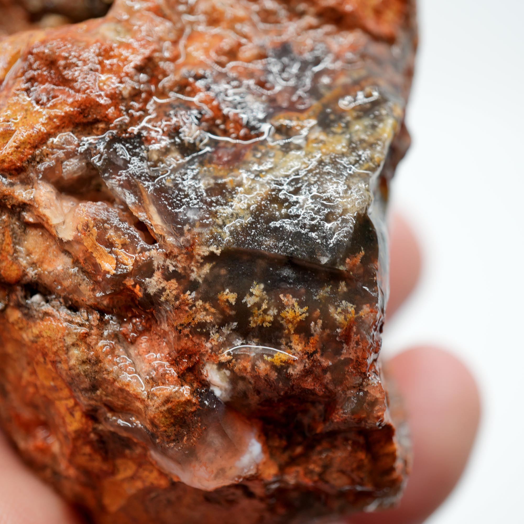 Carey Plume Agate Rough - Old Stock with Angel Wing Inclusion