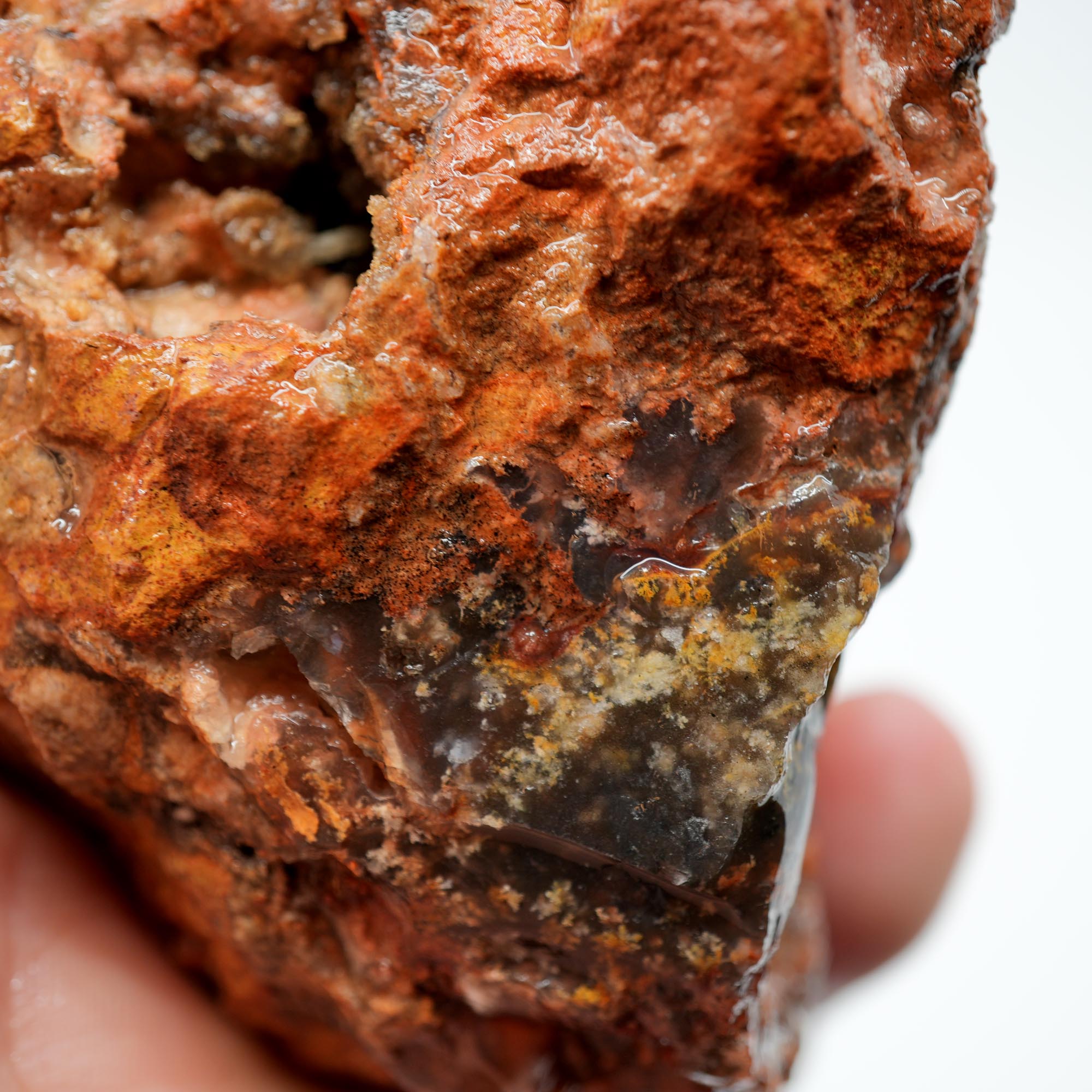 Carey Plume Agate Rough - Old Stock with Angel Wing Inclusion
