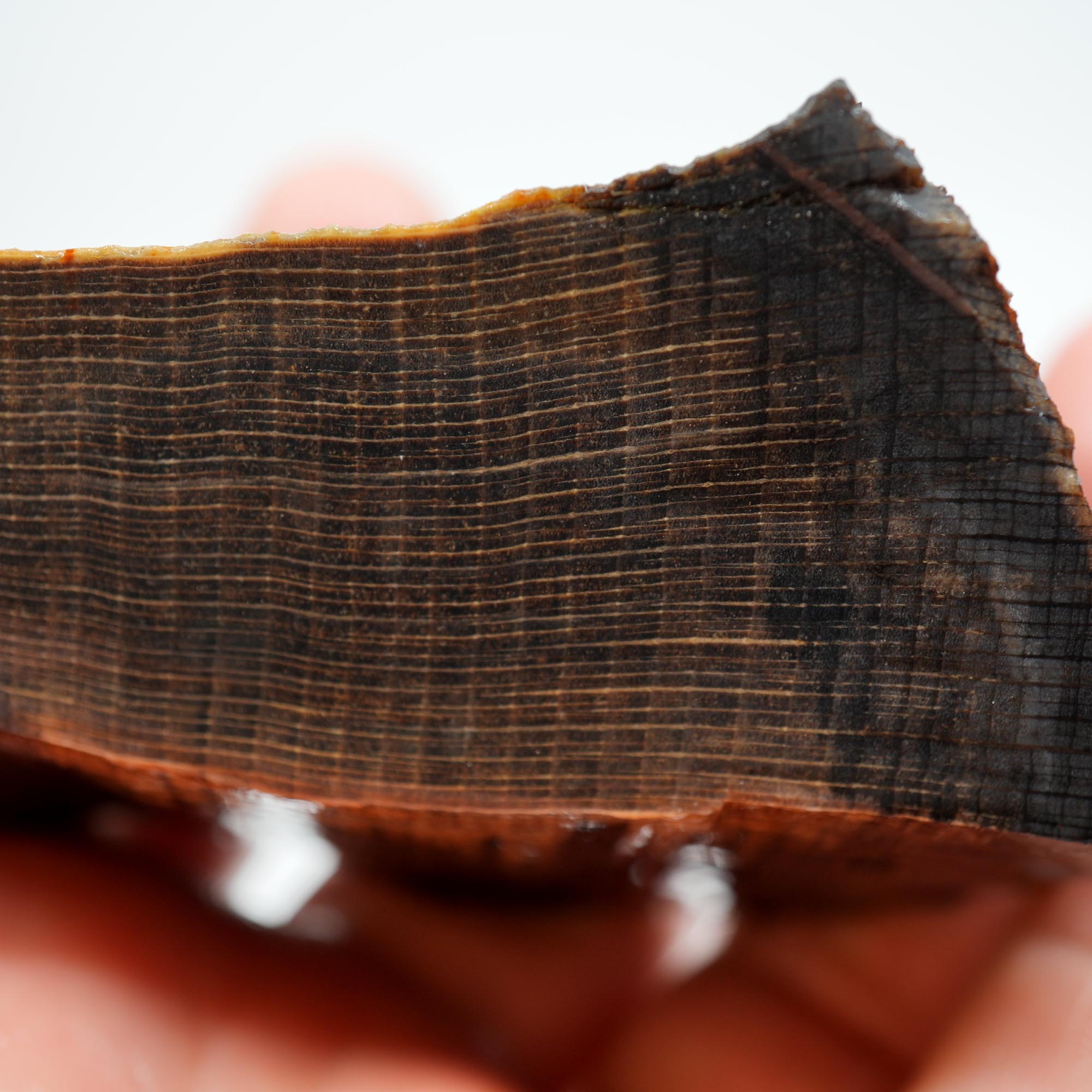 Mystery Petrified Wood Endcut - Black Based Pattern Old Stock