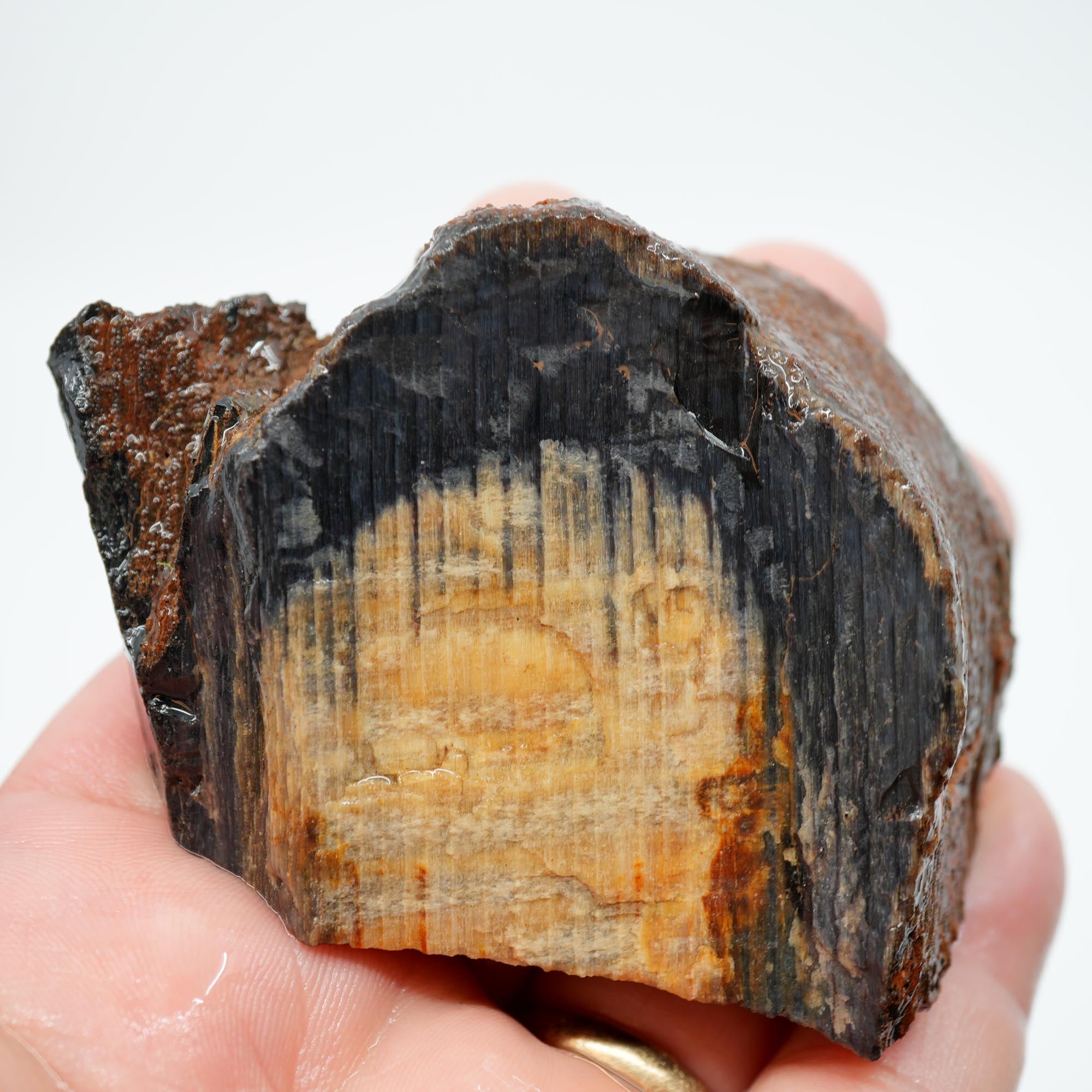 Mystery Petrified Wood Endcut - Black Based Pattern Old Stock