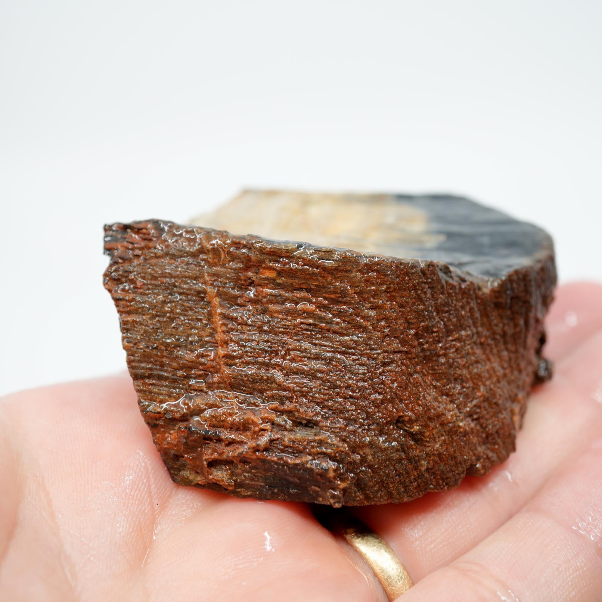 Mystery Petrified Wood Endcut - Black Based Pattern Old Stock