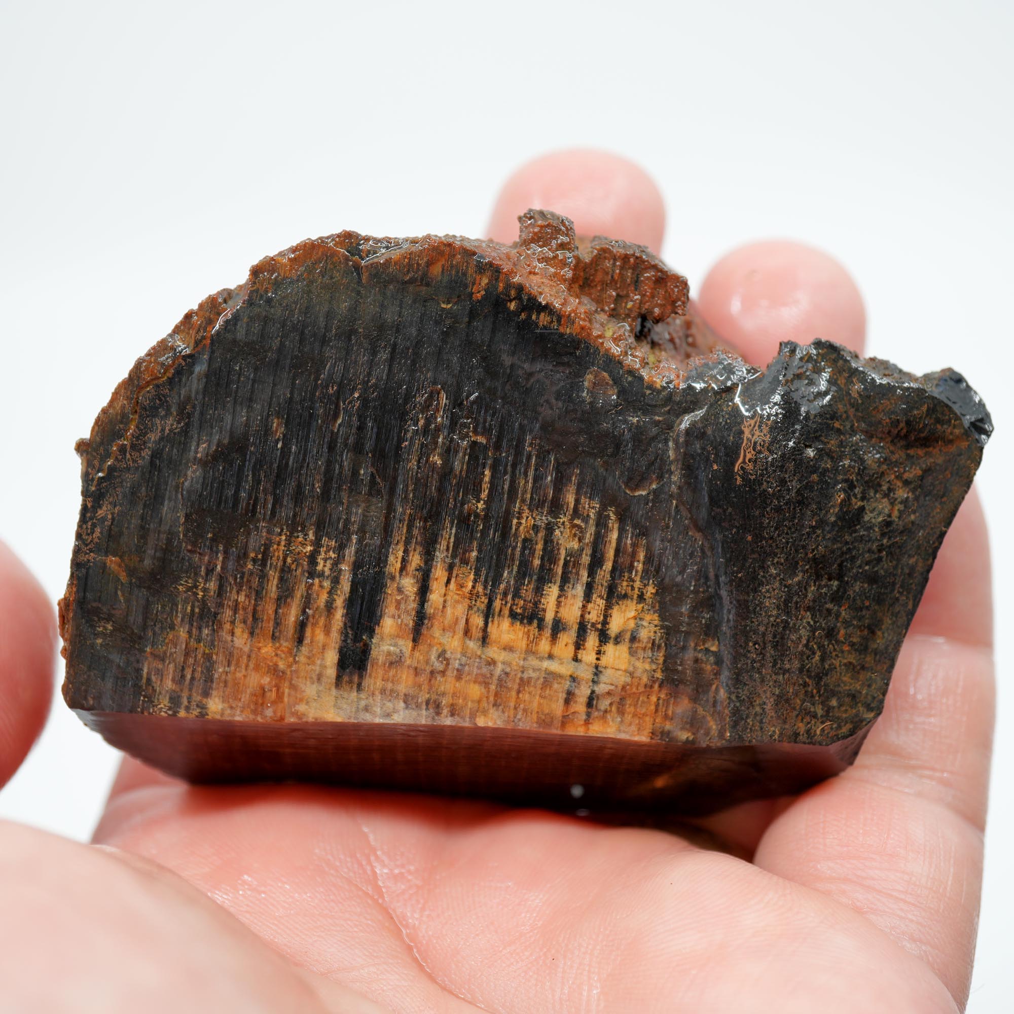 Mystery Petrified Wood Endcut - Black Based Pattern Old Stock