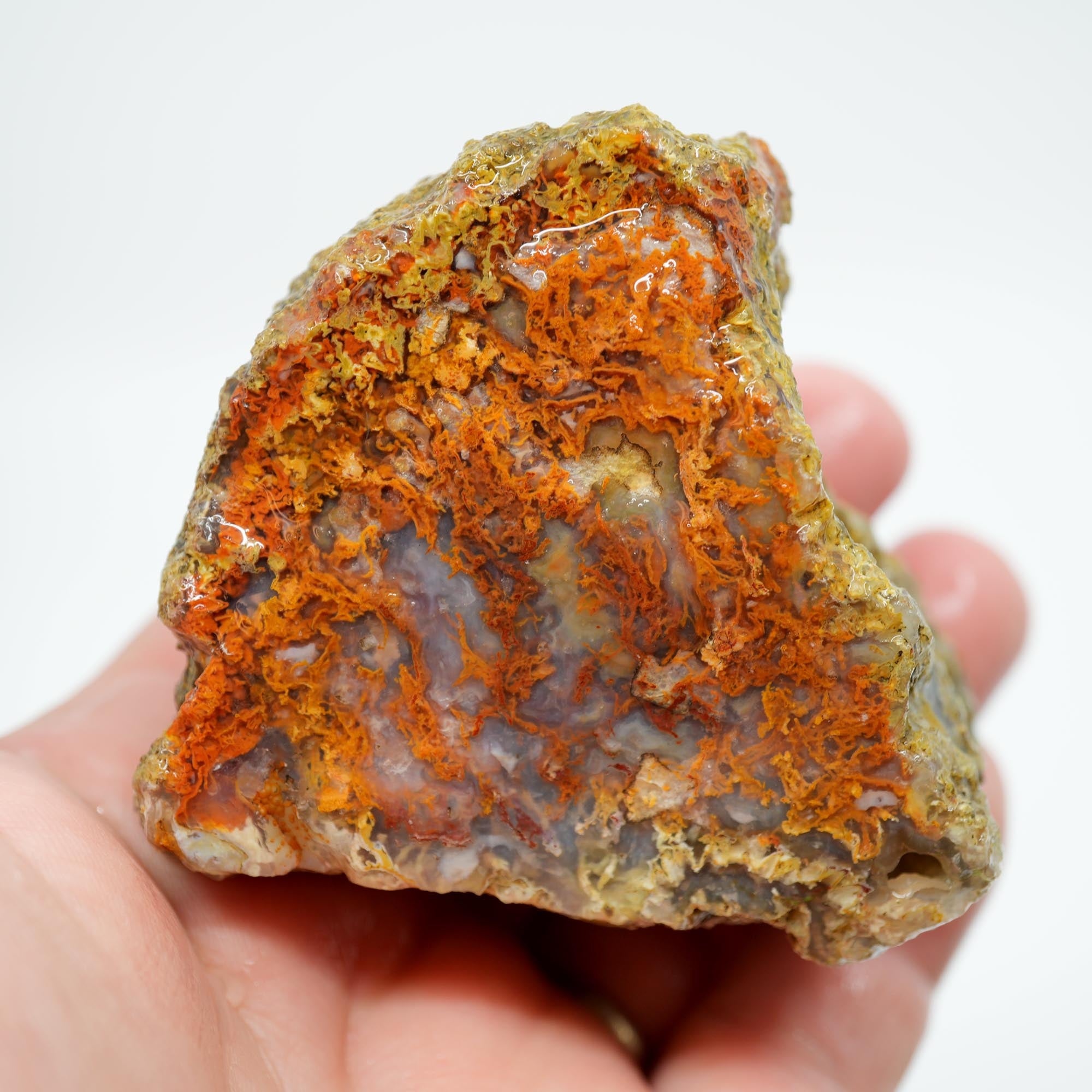 San Carlos Agate Rough - Butterscotch with Blue Agate