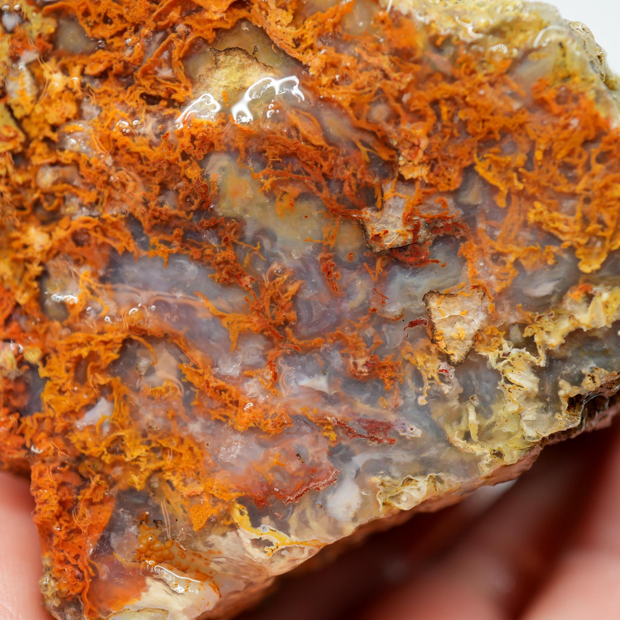 San Carlos Agate Rough - Butterscotch with Blue Agate