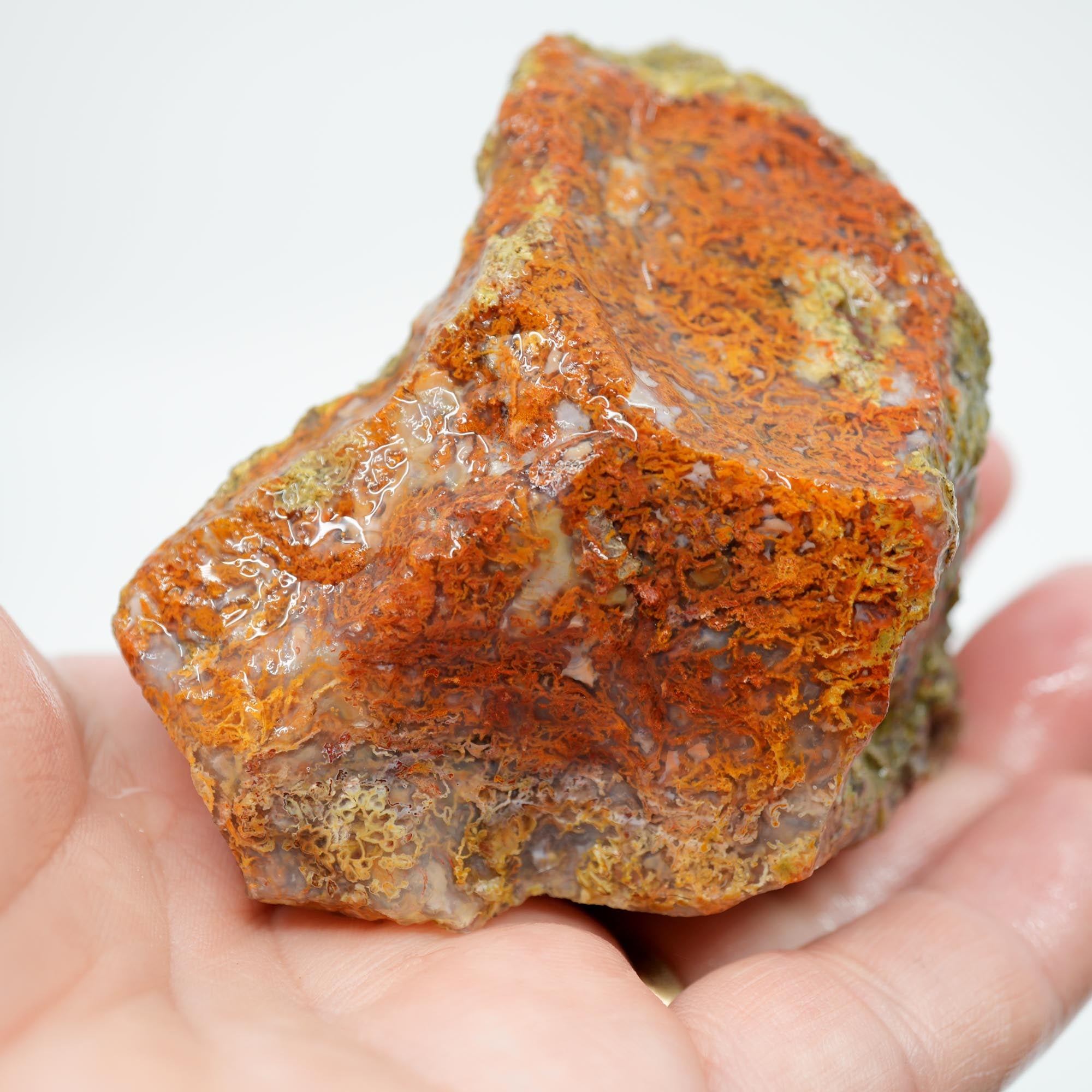 San Carlos Agate Rough - Butterscotch with Blue Agate