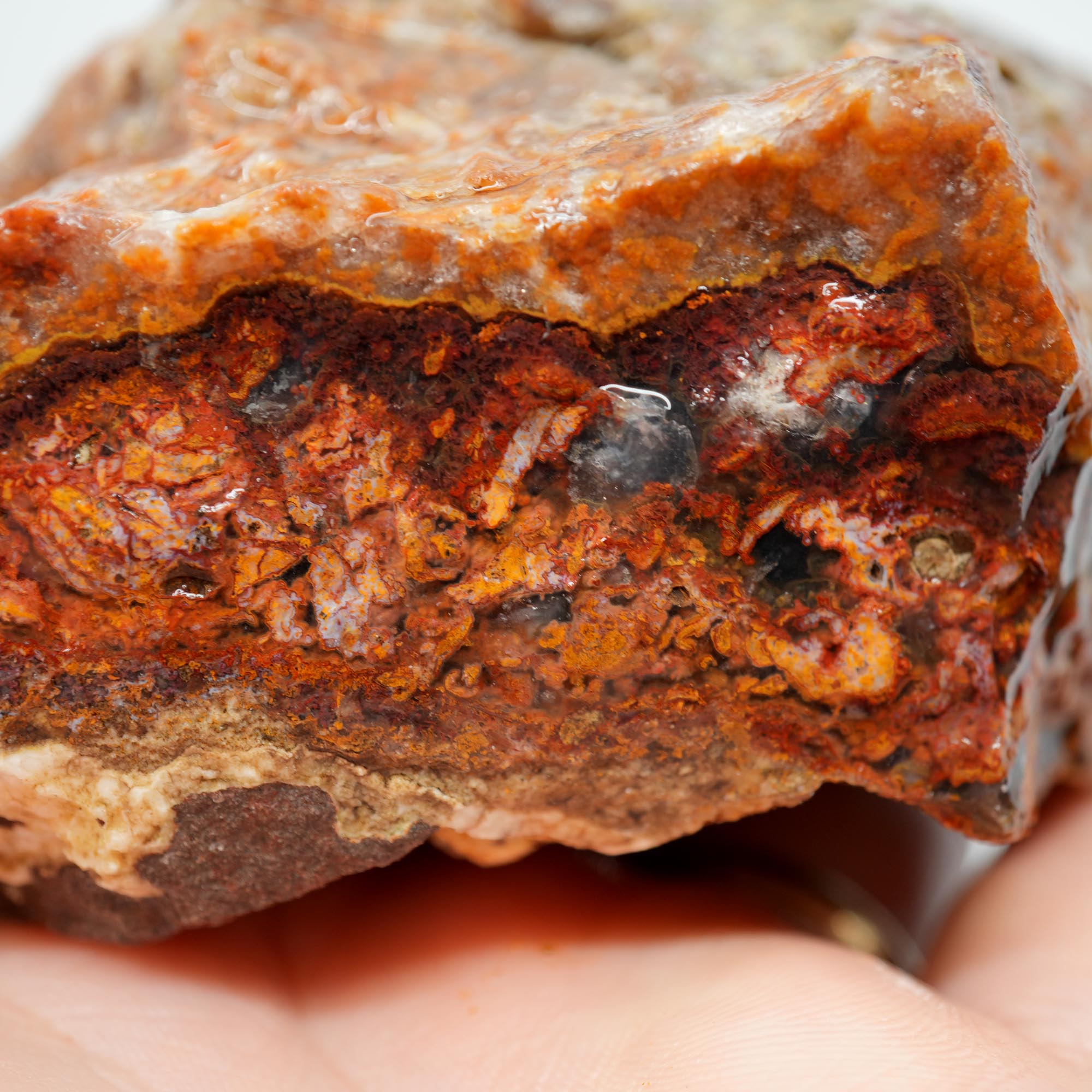 San Carlos Agate Rough - Bright Red with Alien Horizon Plumes