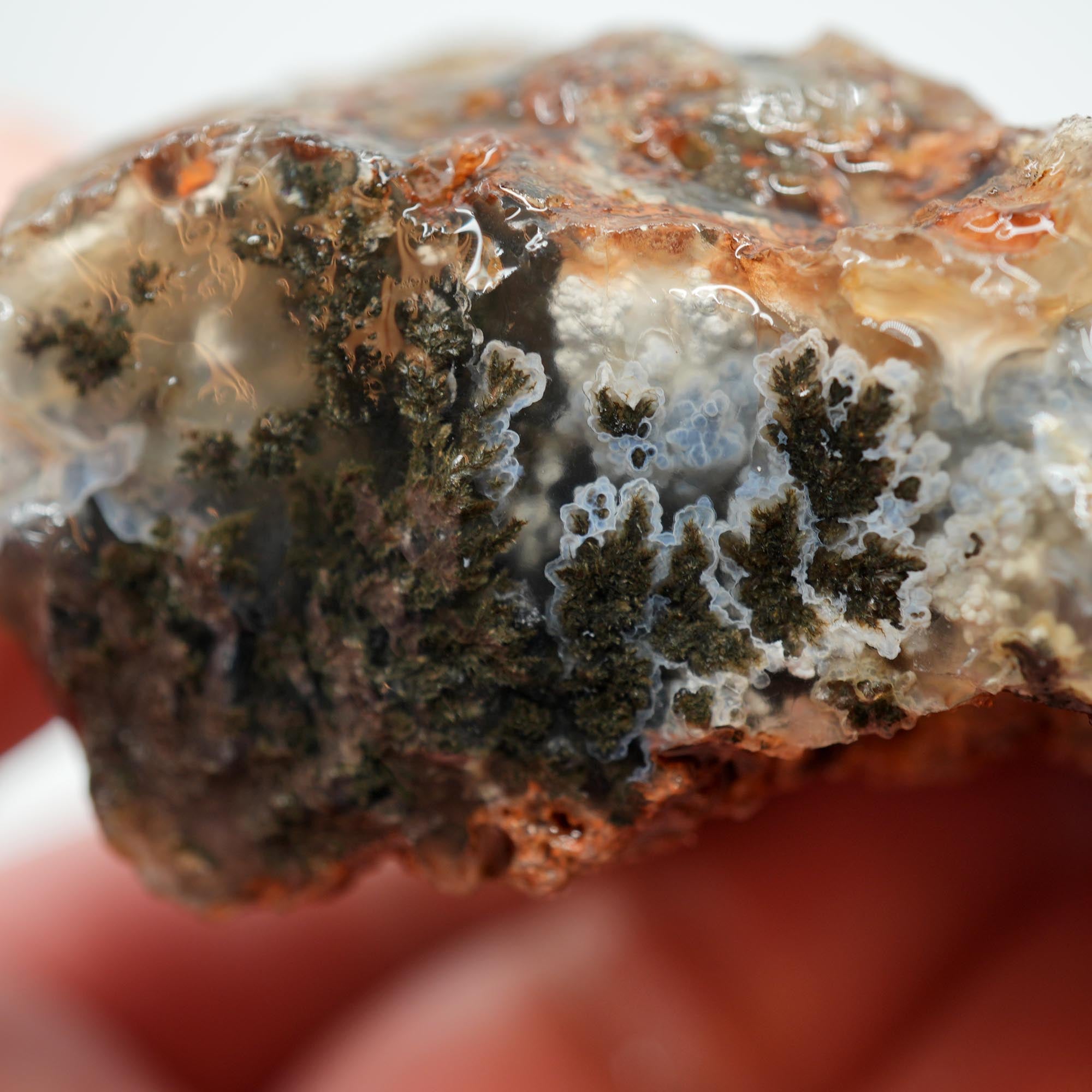 Ojinaga Plume Agate Rough - Black Plume in Light Blue Agate