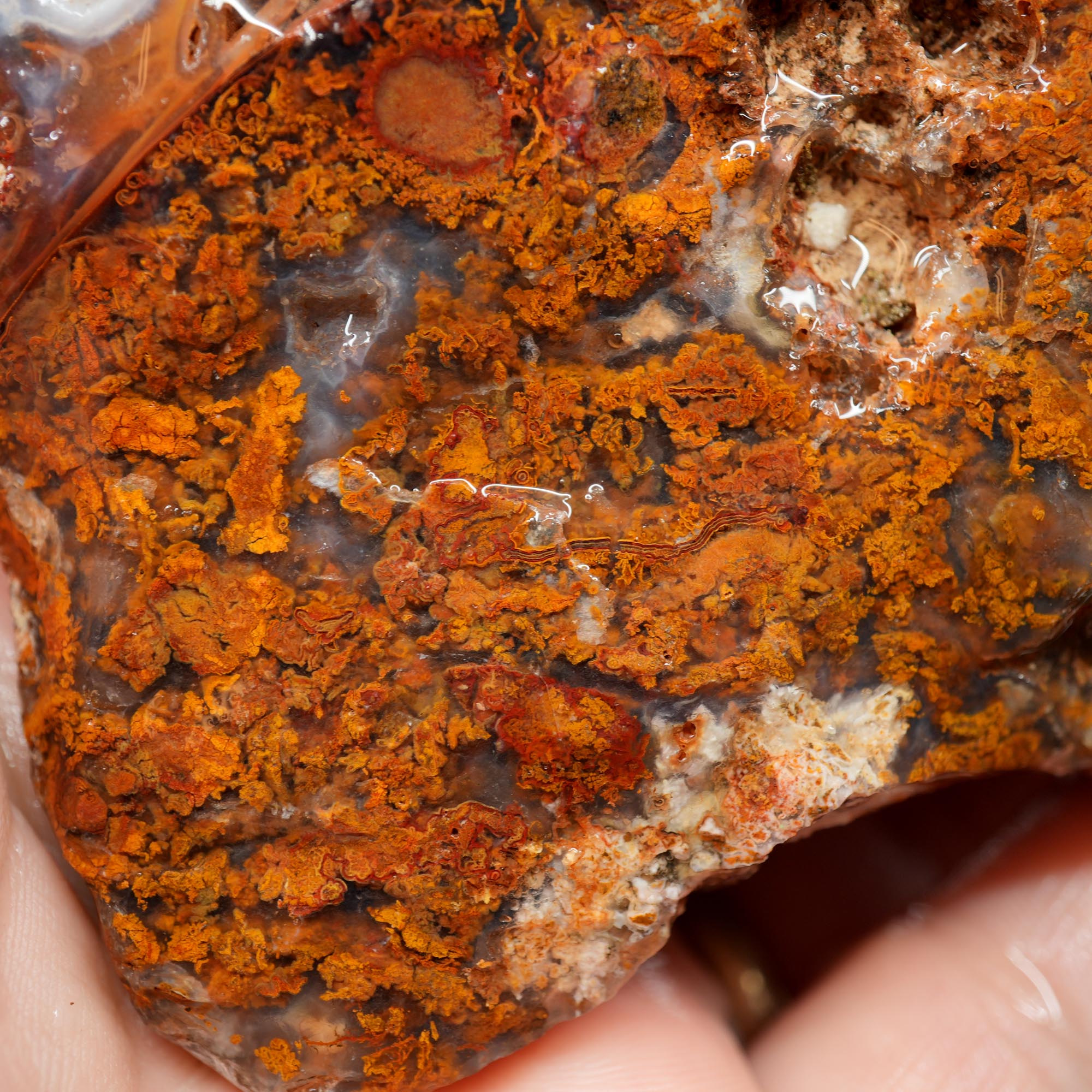 San Carlos Agate Rough - Orange Butterscotch Moss Cutter