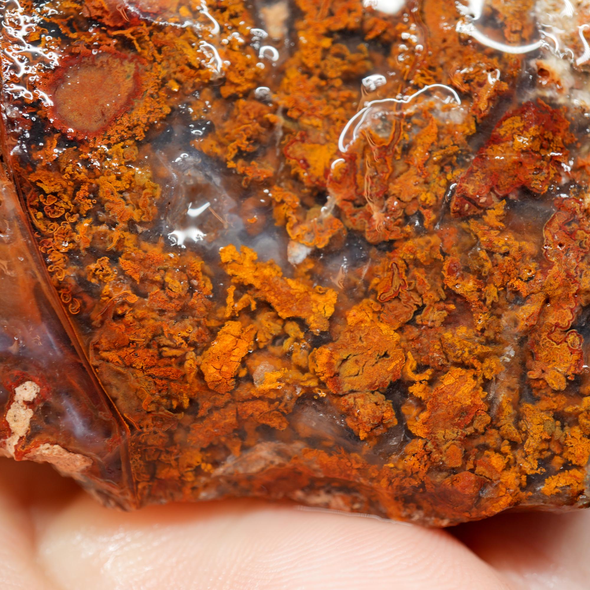 San Carlos Agate Rough - Orange Butterscotch Moss Cutter