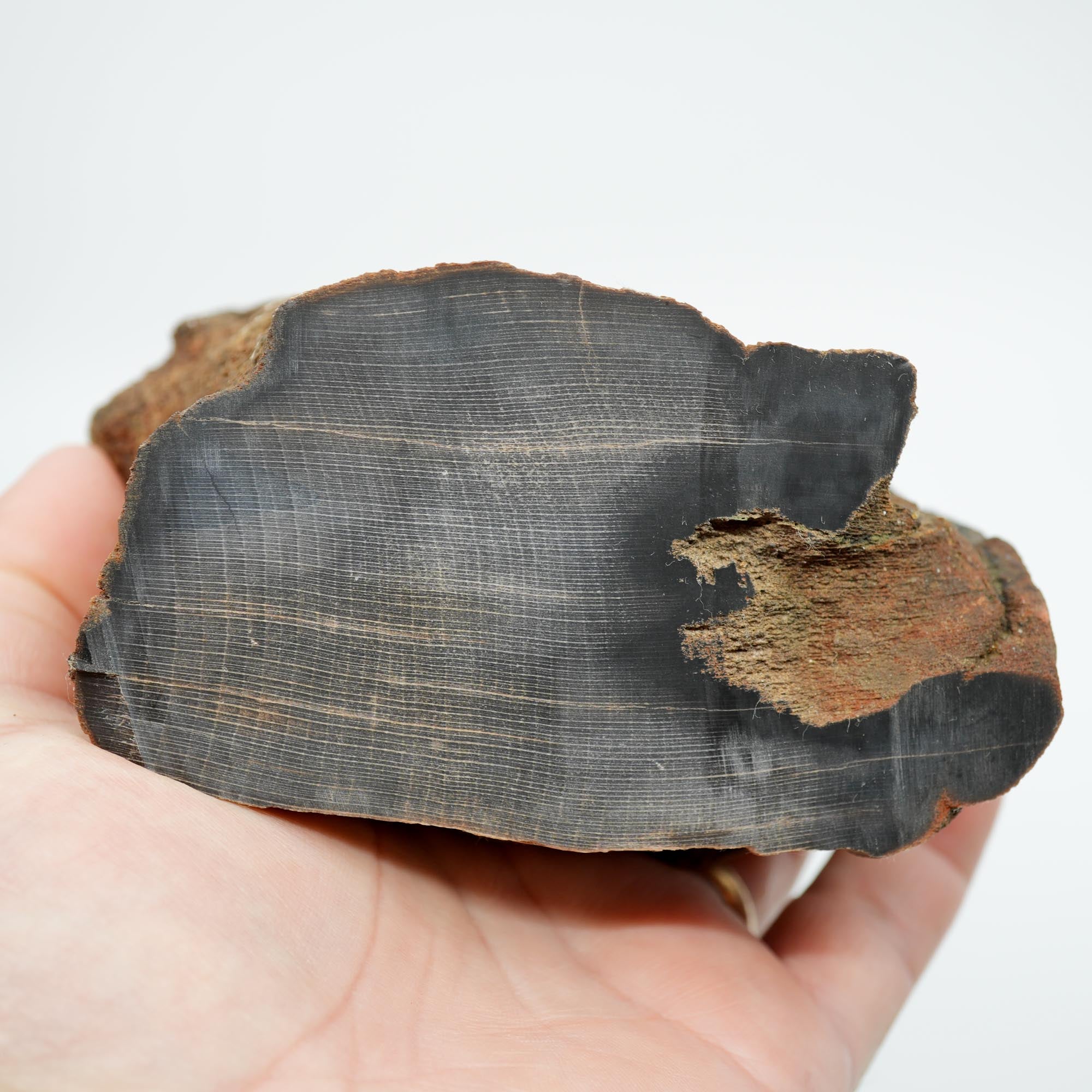 Mystery Petrified Wood Rough - Black Old Stock with Wavy Cell Pattern