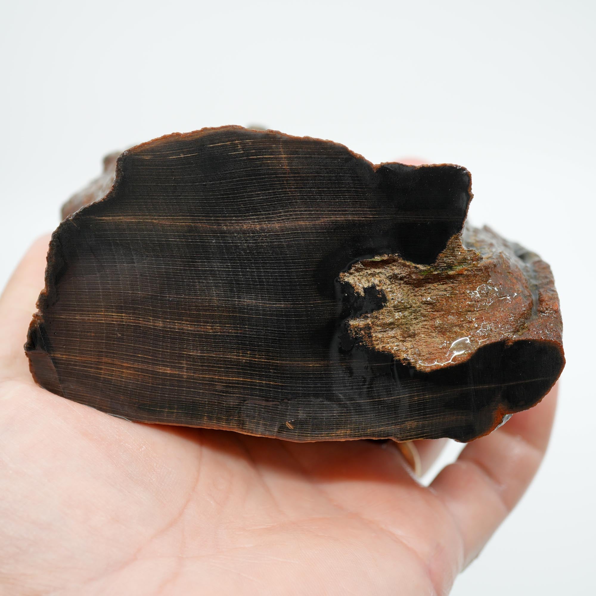 Mystery Petrified Wood Rough - Black Old Stock with Wavy Cell Pattern