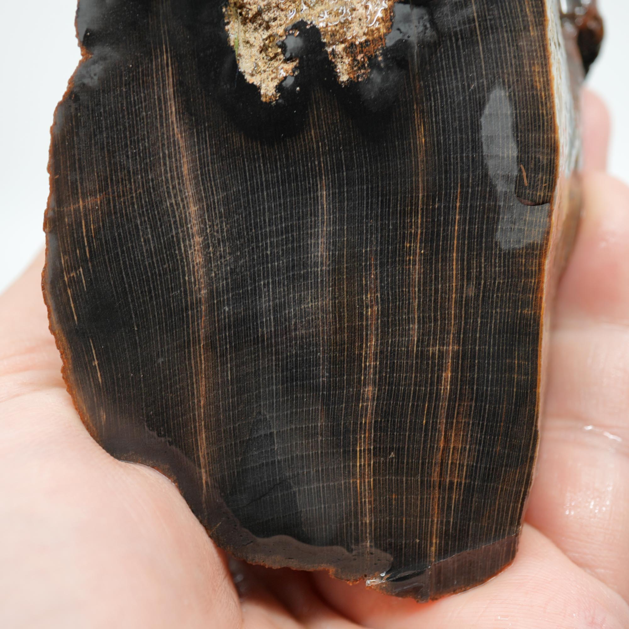 Mystery Petrified Wood Rough - Black Old Stock with Wavy Cell Pattern
