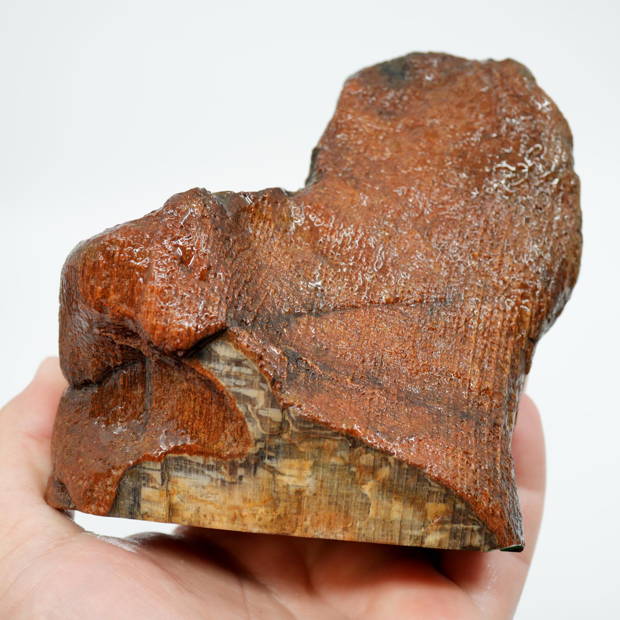 Mystery Petrified Wood Rough - Black Old Stock with Wavy Cell Pattern
