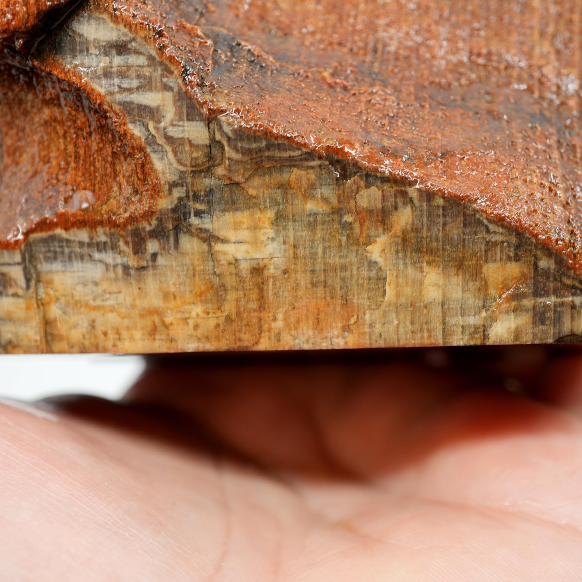 Mystery Petrified Wood Rough - Black Old Stock with Wavy Cell Pattern