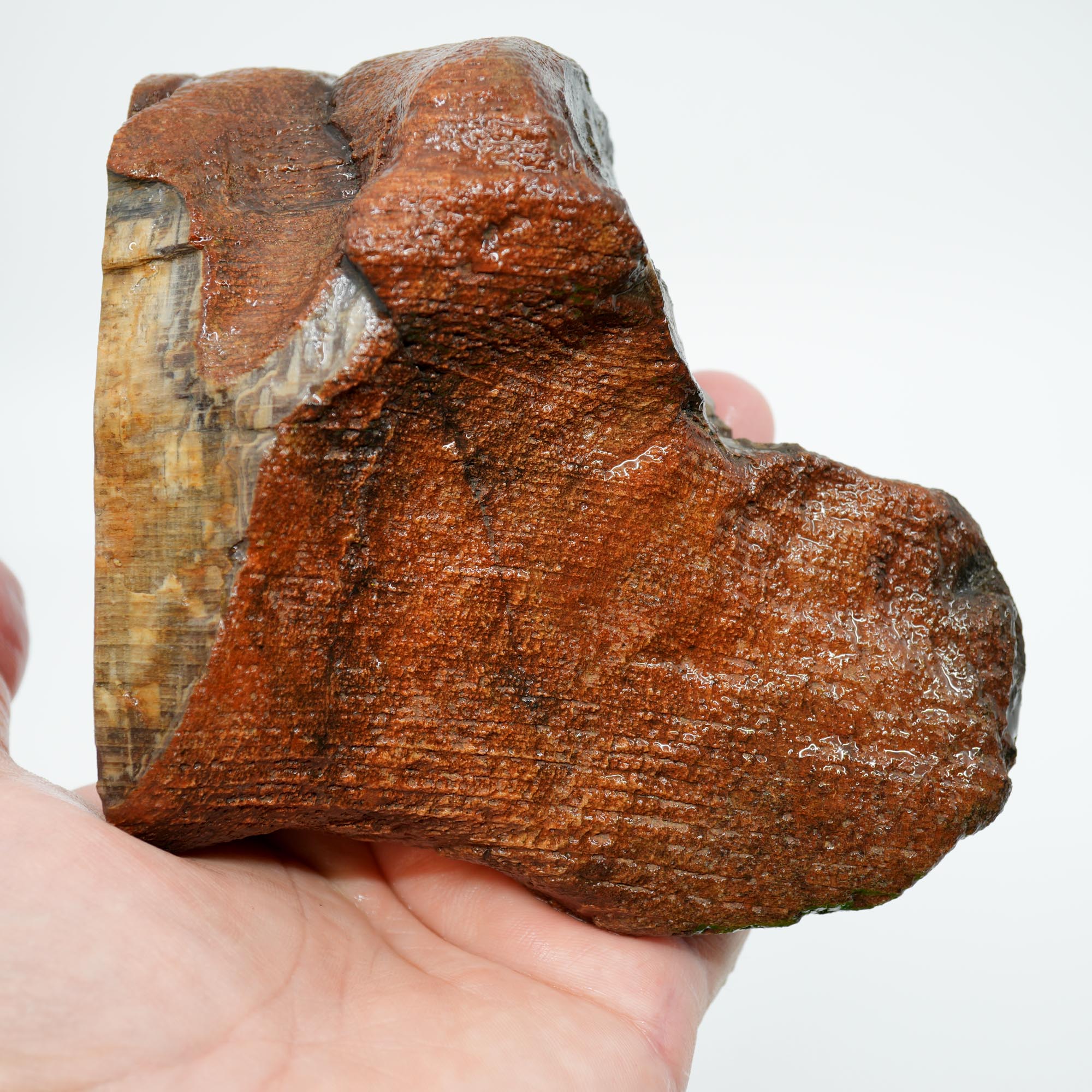 Mystery Petrified Wood Rough - Black Old Stock with Wavy Cell Pattern