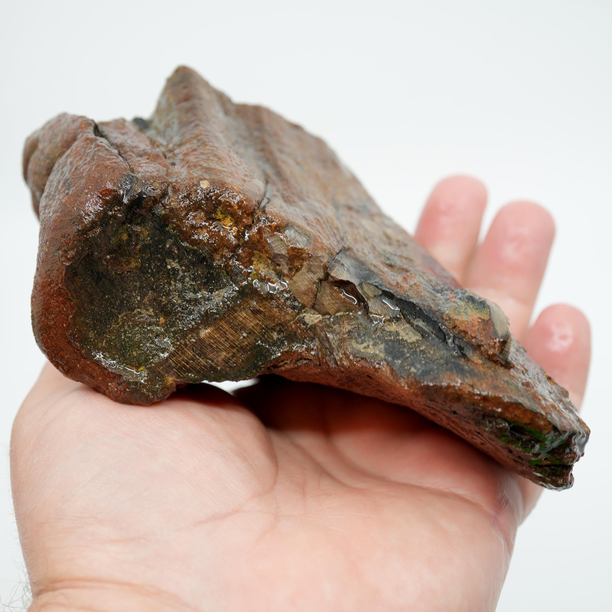 Mystery Petrified Wood Rough - Black Old Stock with Wavy Cell Pattern