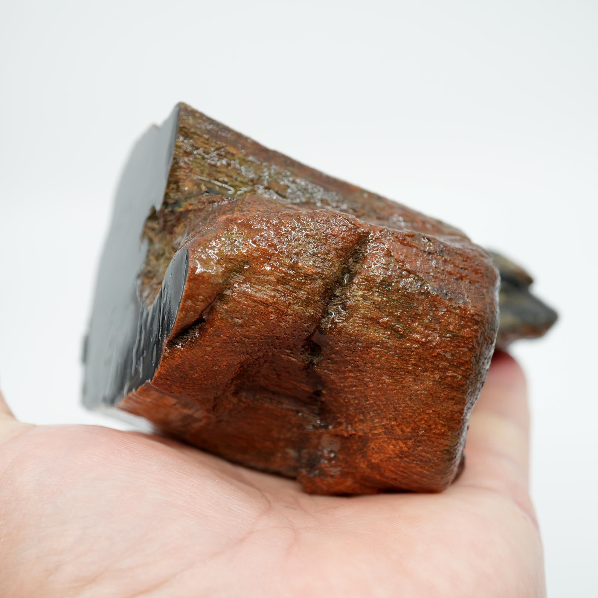 Mystery Petrified Wood Rough - Black Old Stock with Wavy Cell Pattern