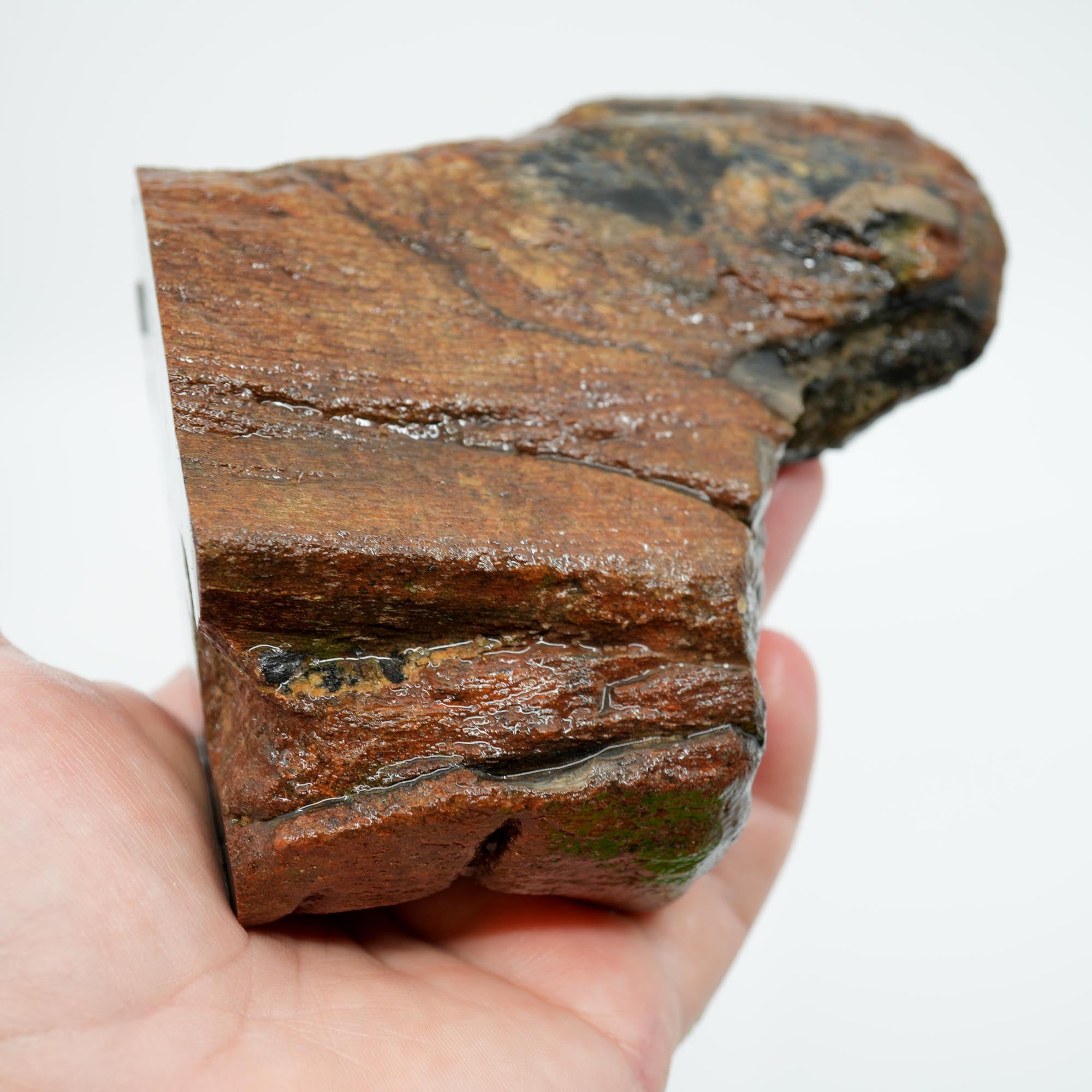 Mystery Petrified Wood Rough - Black Old Stock with Wavy Cell Pattern