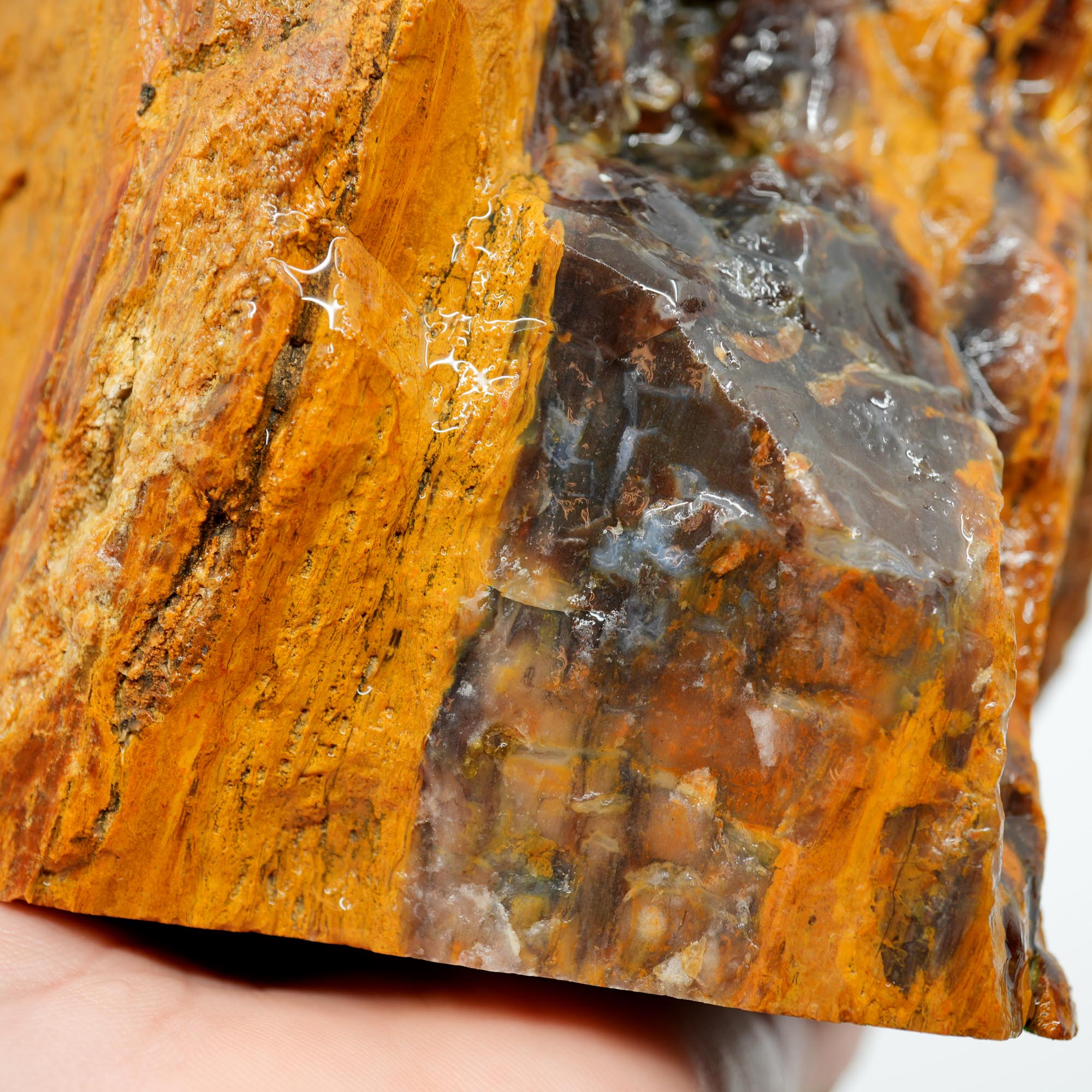 Parker Shrinkwood Cut and Proven Rough - Druzy Pockets Tower Display
