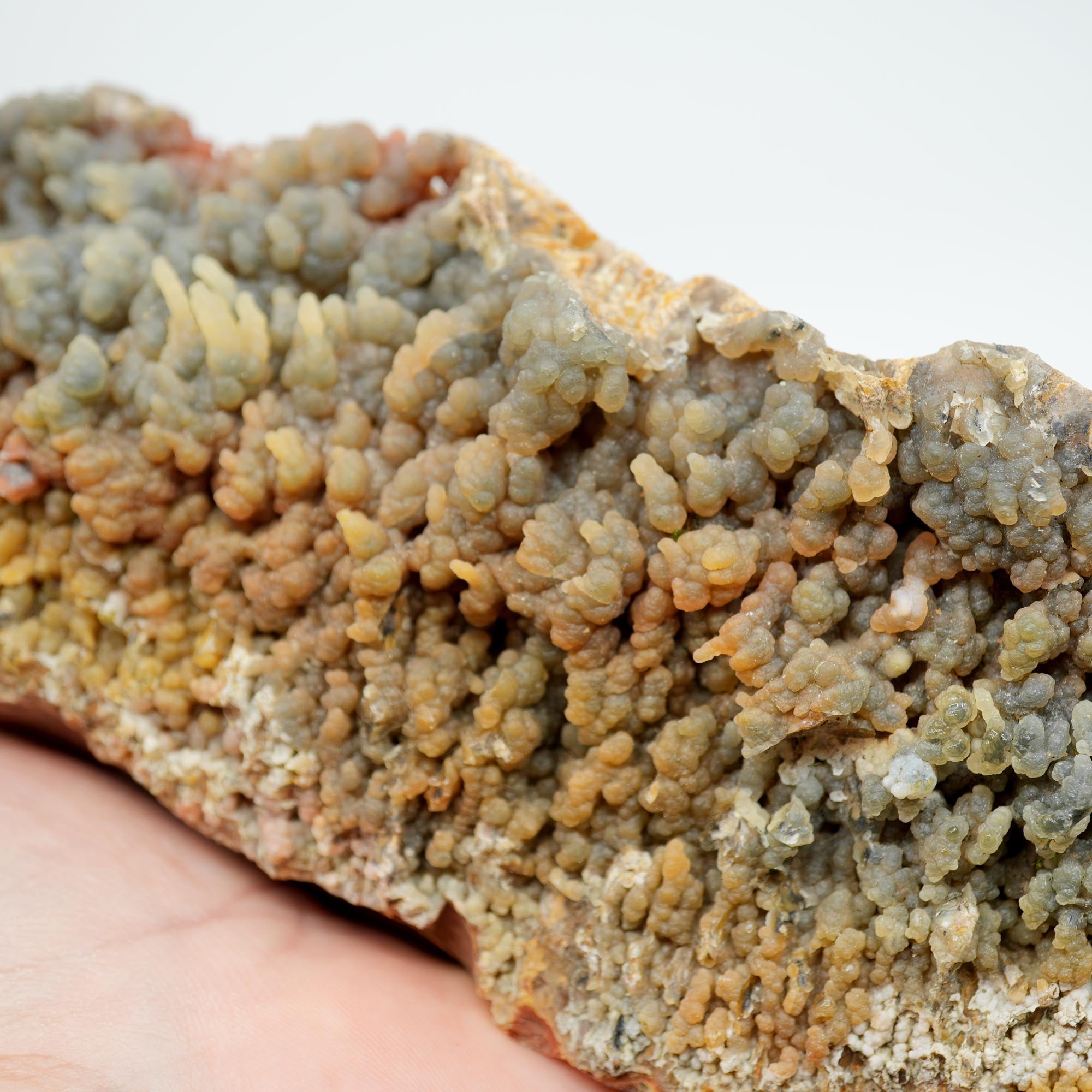 Eagle Rock Plume Agate Rough - Old Stock with Angel Wing Botryoidal Grape