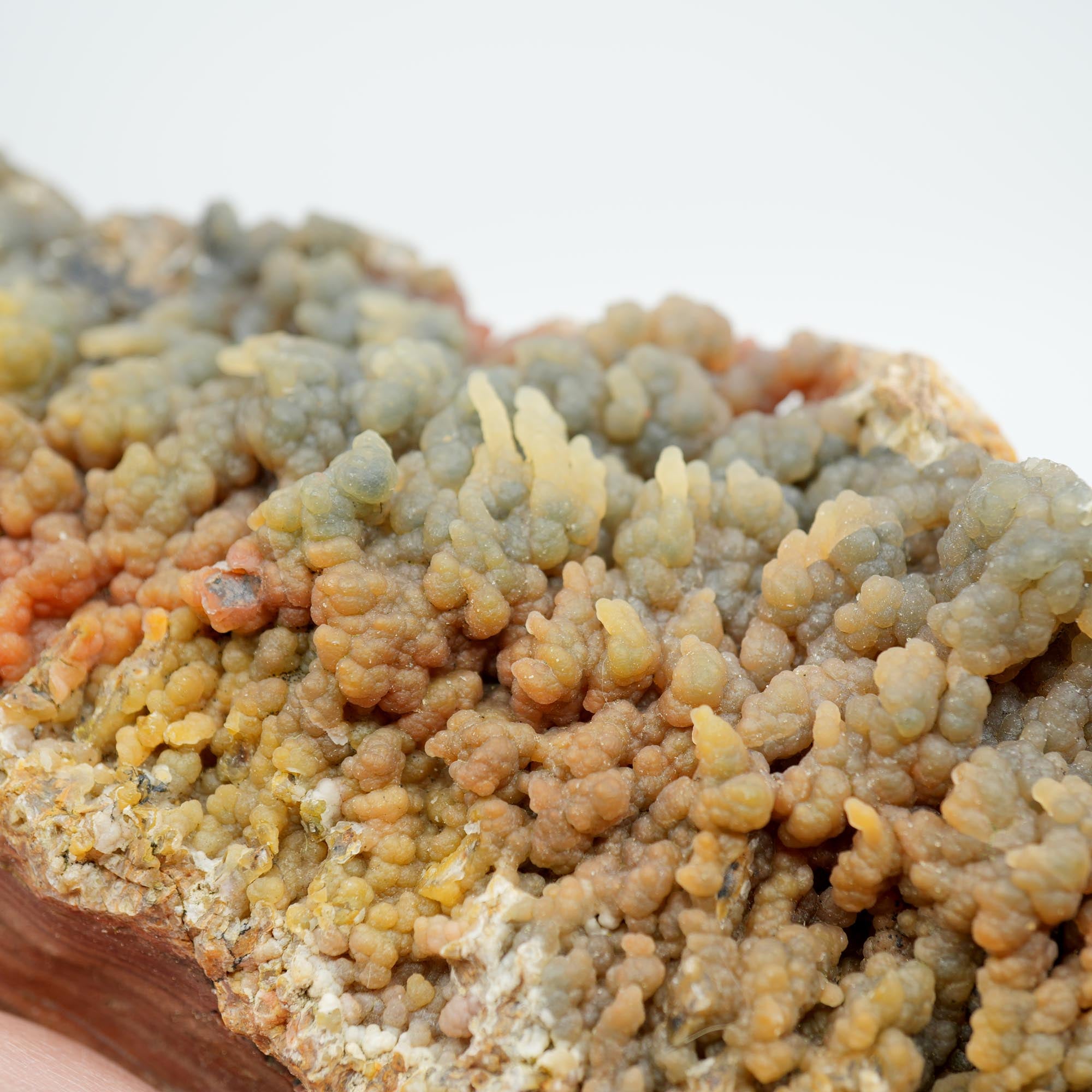Eagle Rock Plume Agate Rough - Old Stock with Angel Wing Botryoidal Grape