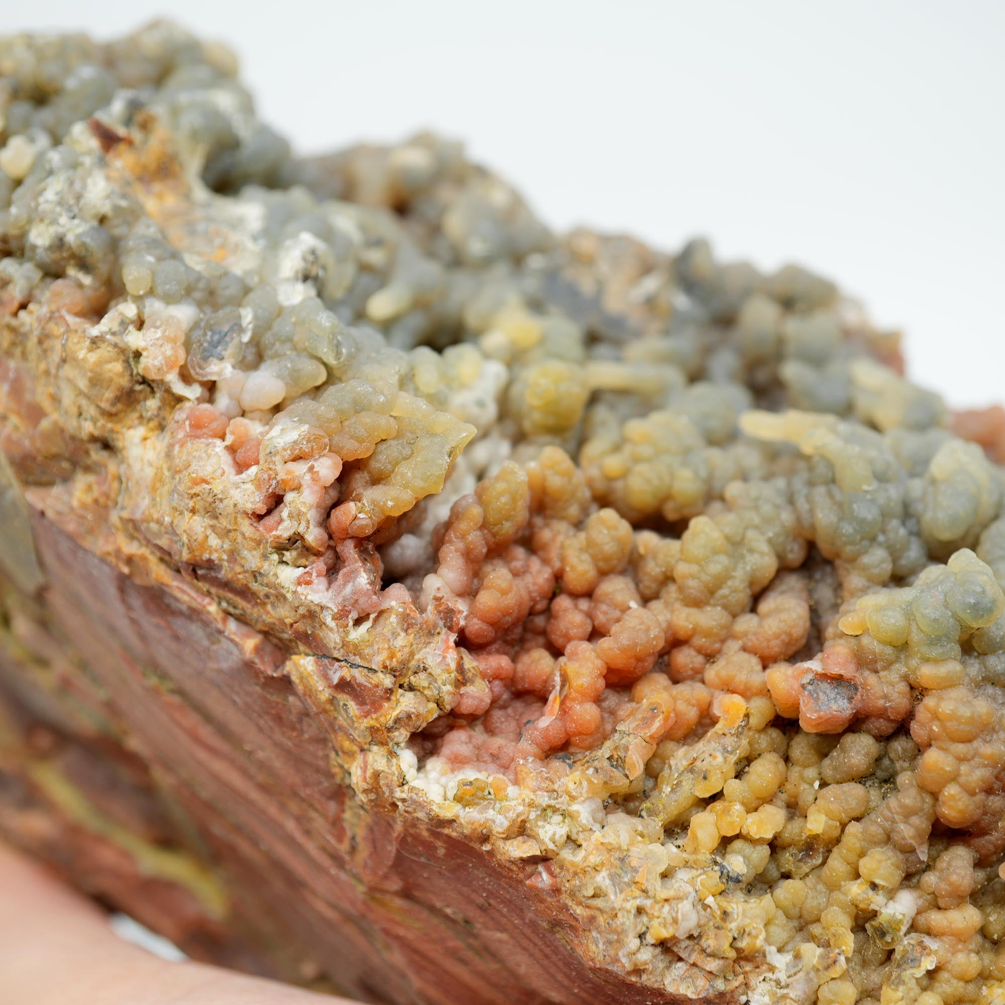 Eagle Rock Plume Agate Rough - Old Stock with Angel Wing Botryoidal Grape