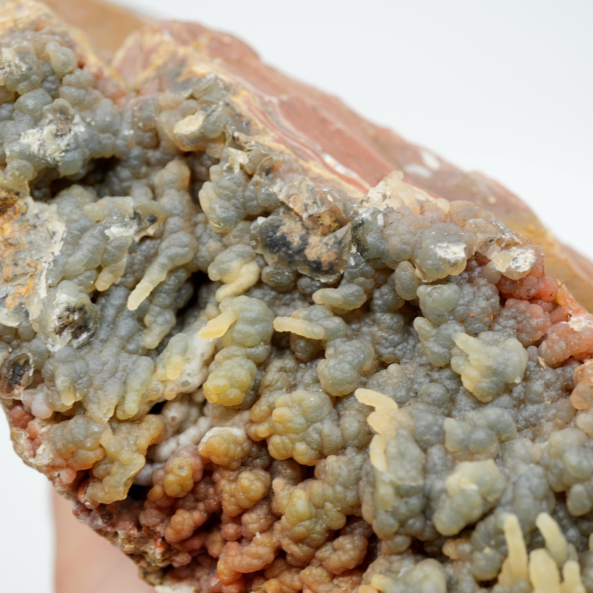 Eagle Rock Plume Agate Rough - Old Stock with Angel Wing Botryoidal Grape