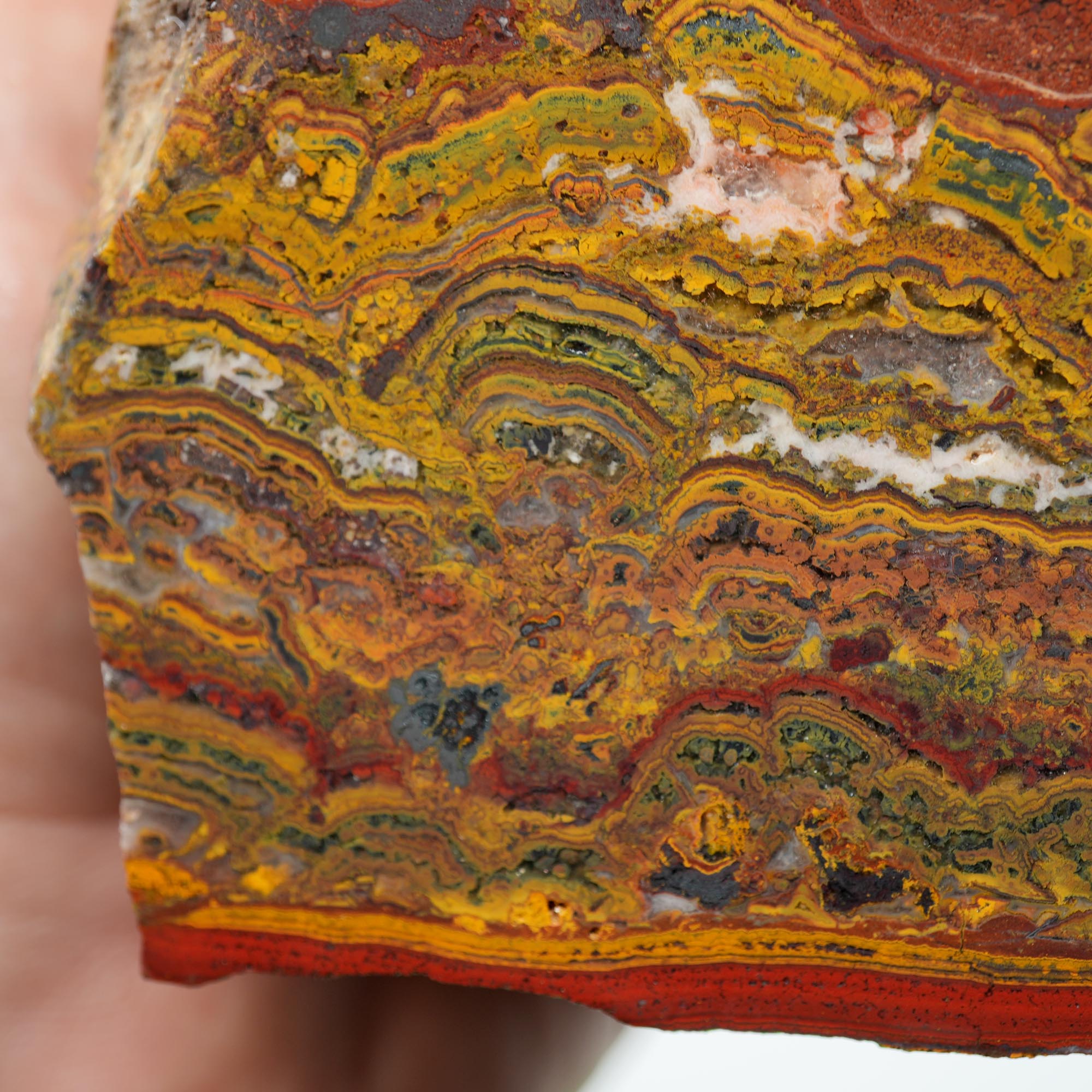 Apple Valley Jasper Cut and Proven - Stromatolite with Red Jasper Cap